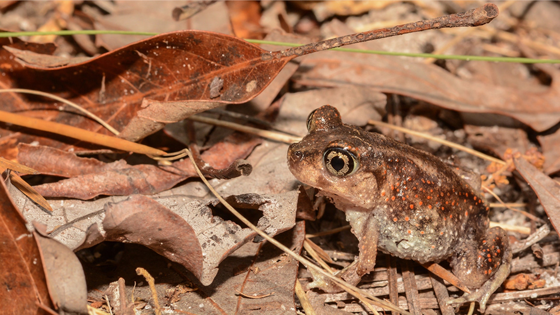 Frogs and toads 'falling' from above in North Carolina as populations ...