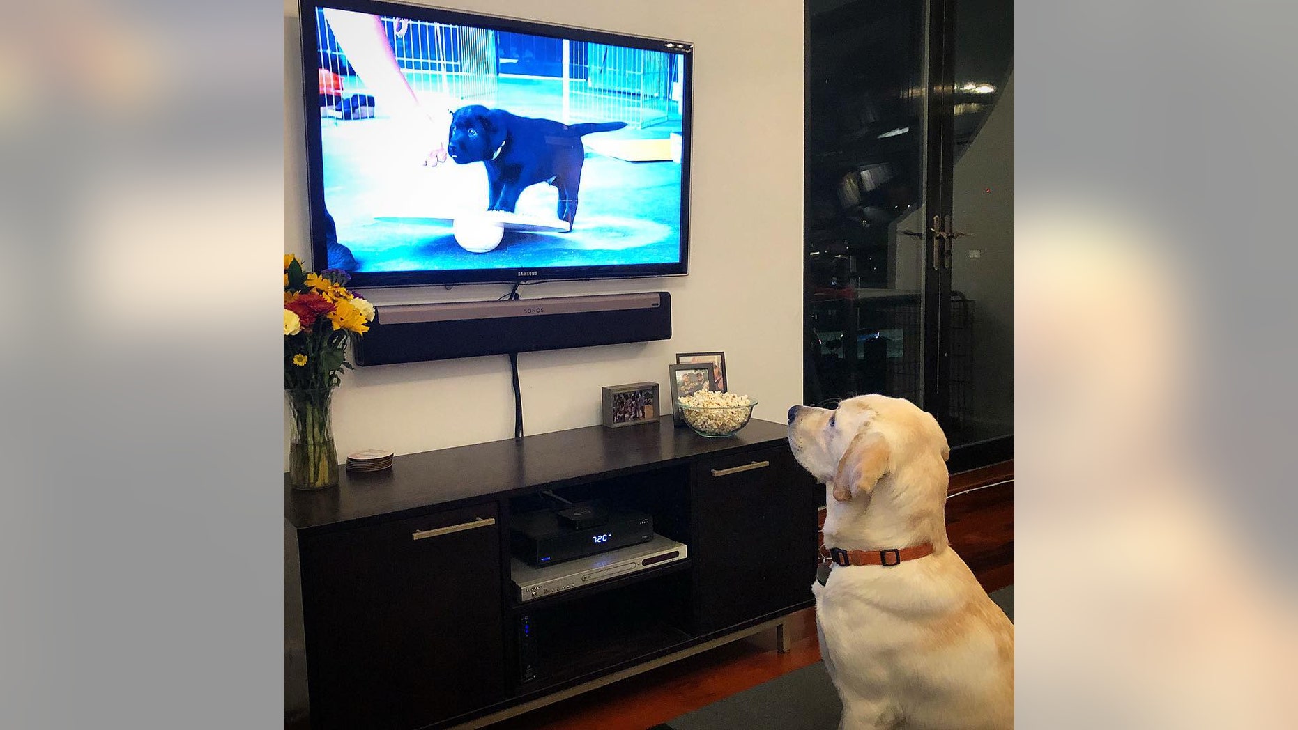 It's Spike's new favorite movie.