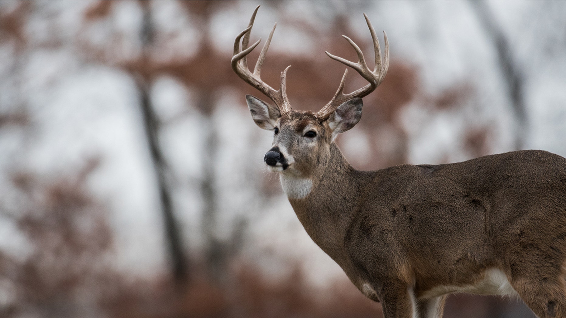 Three deer have proved well for their disease.
