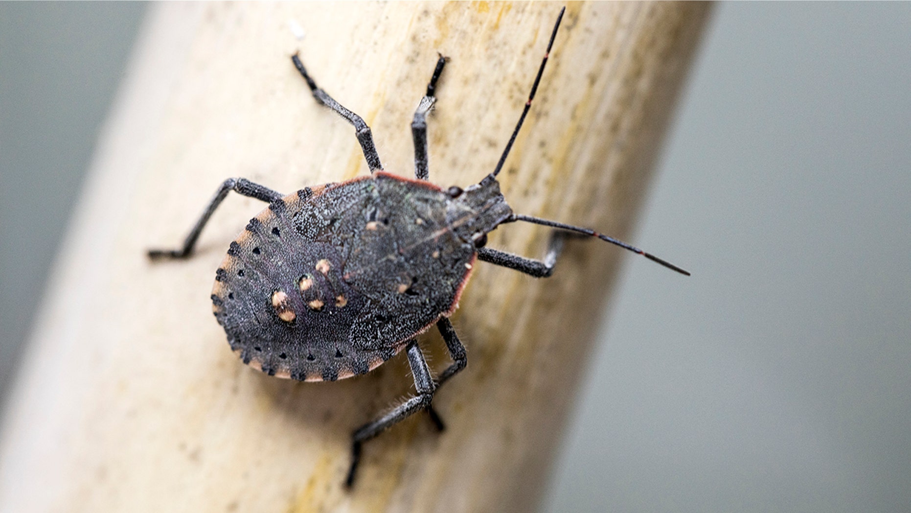 The brown marmorated stink bug releases a foul odor when threatened.