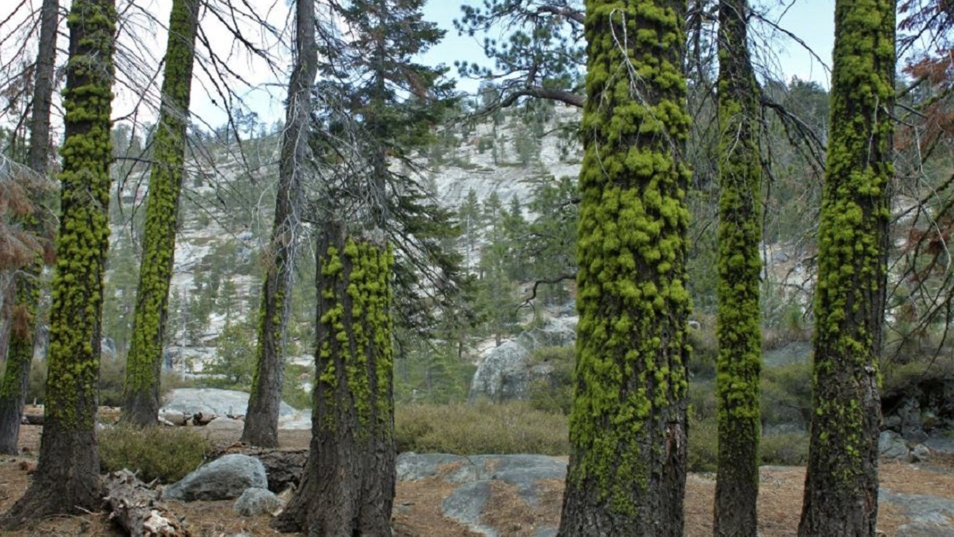 Two brothers in Michigan allegedly removed 1,400 hundreds of trees from their property.