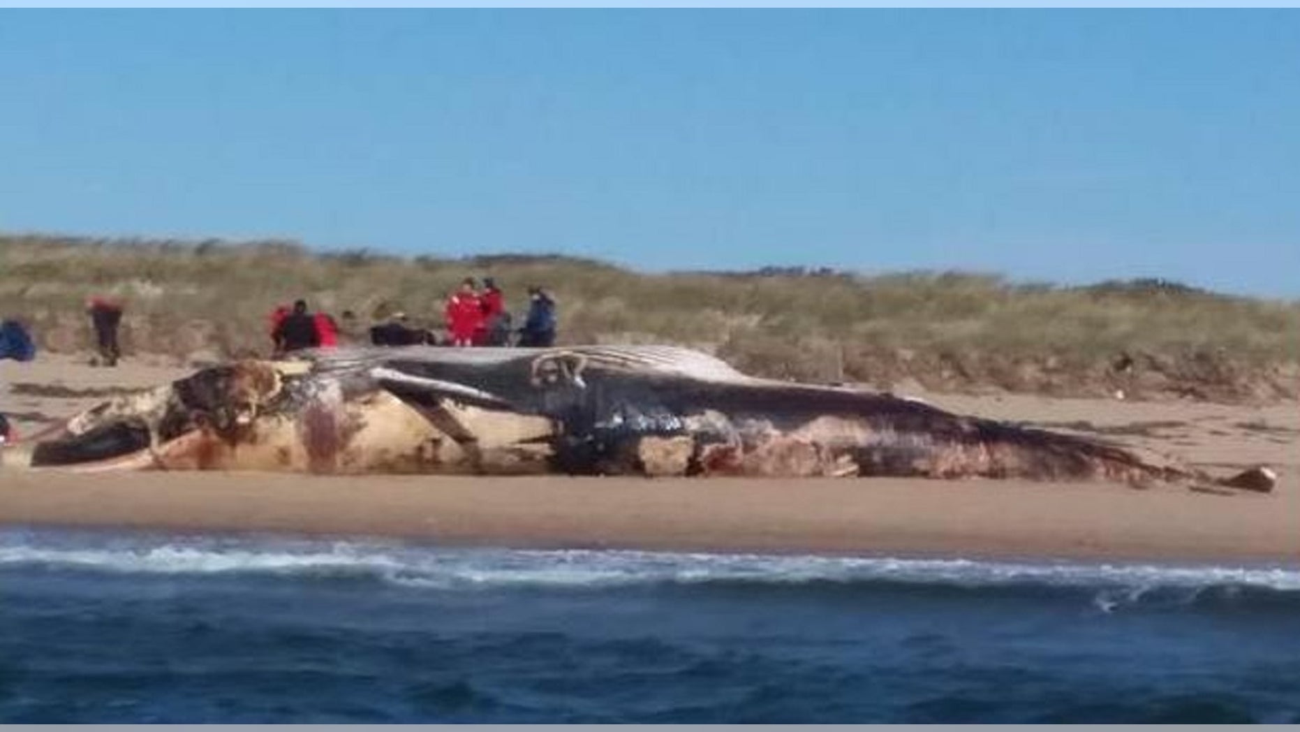 A well-known whale washed ashore on a Cape Cod beach.