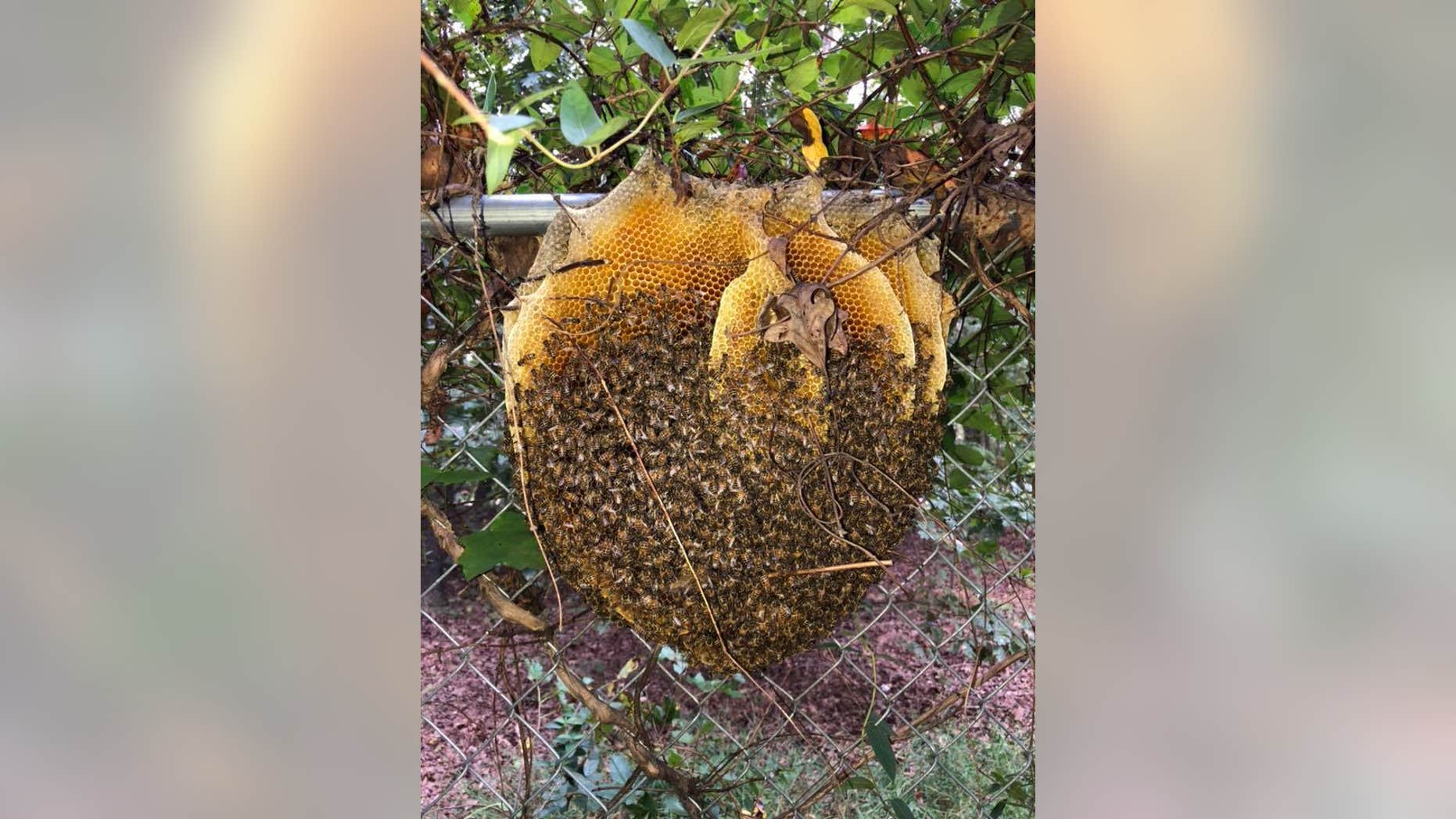 Extremely rare 'open' beehive in Virginia stuns wildlife expert | Fox News