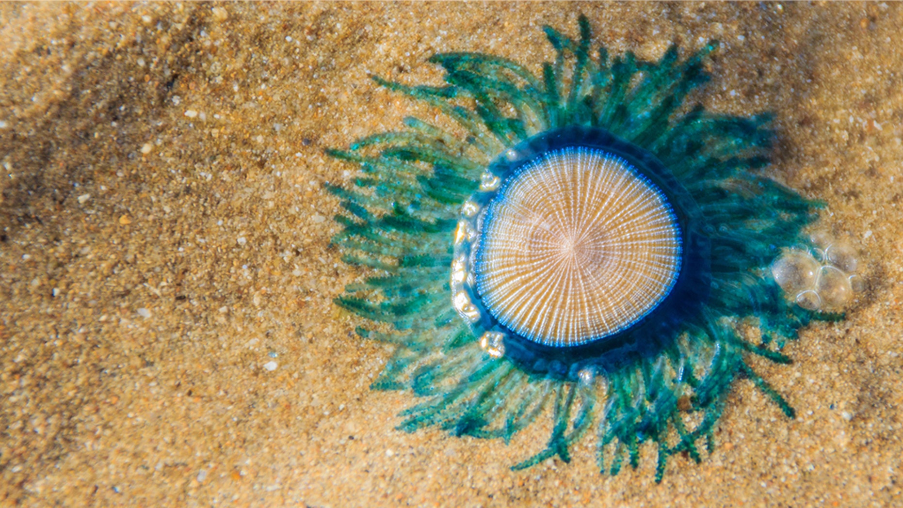 Blue button Jellyfish (porpita porpita) are washing up on New Jersey beaches after Hurricane Florence.