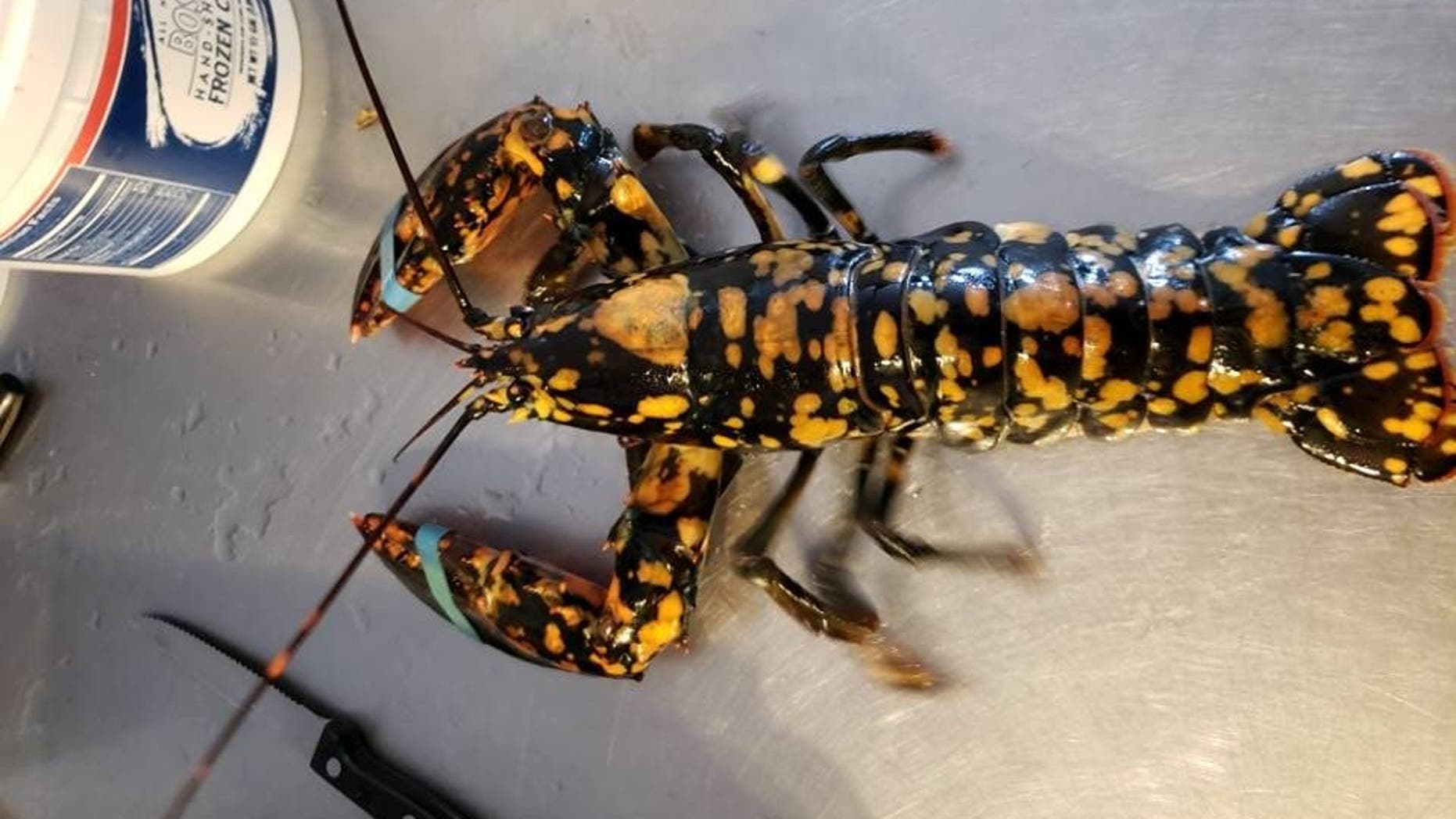 The University of Maine's Lobster Institute estimated the odds of finding a calico lobster are 1 in 30 million.