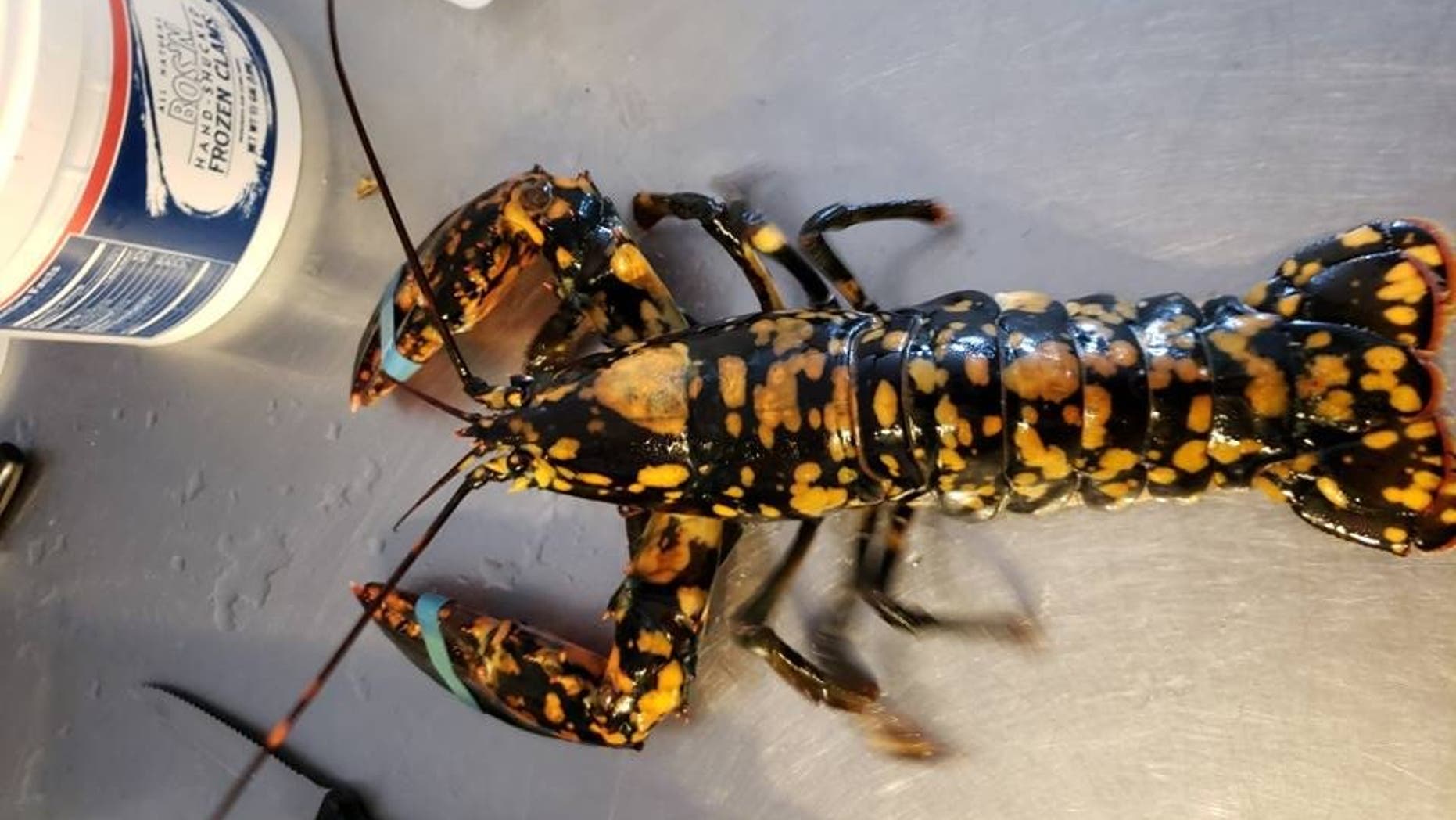 The University of Maine's Lobster Institute estimated the odds of finding a calico lobster are 1 in 30 million.