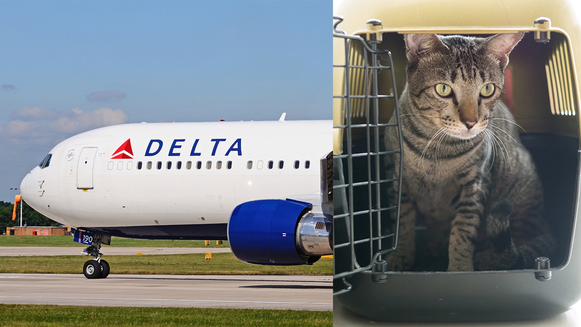 One family says Delta has favored cats over the needs of an allergic passenger. 