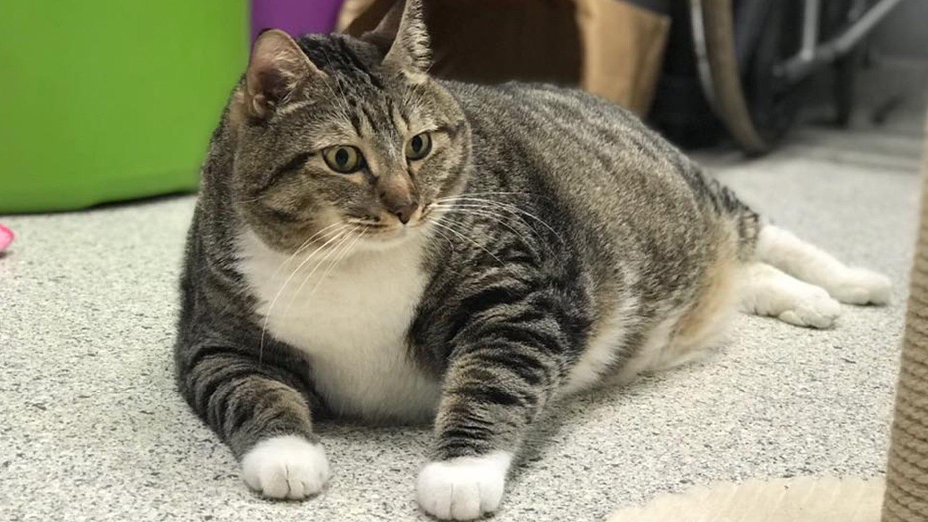 Florida family adopts 28-lb cat after pictures go viral on ...
