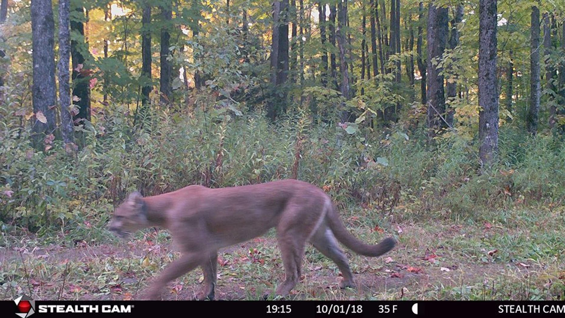 Michigan wildlife officials capture 'rare' sighting of cougar on game