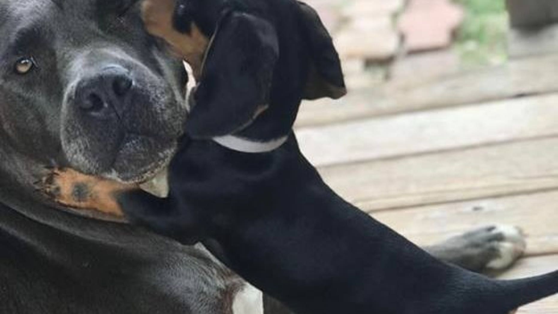 The dachshund, Sprocket, was brutally beaten earlier this week, the pup's family says.
