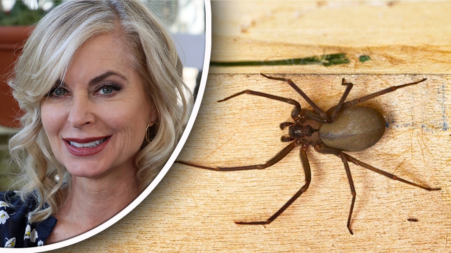 young and the restless star reveals creepy brown recluse spider