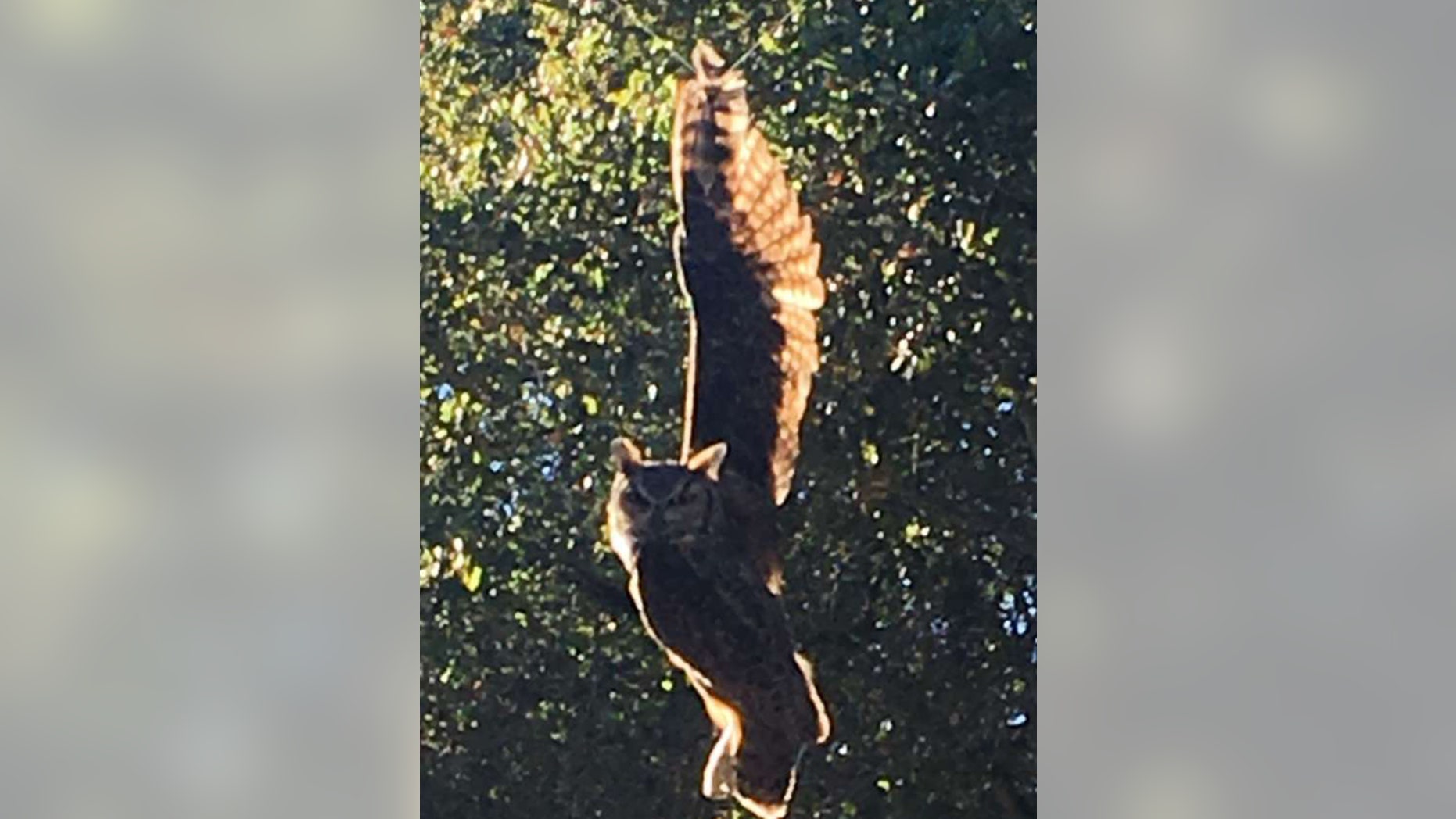 A great horned owl became ensnared in a kite string and needed rescuing in Woodside, Calif., on Monday.