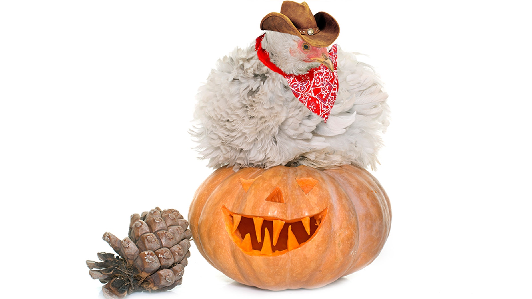 The Atlanta-based CDC said costumed chickens for a night of trick-or-treating this Halloween run radiate the risk of infecting people with a particularly strong strain of salmonella.