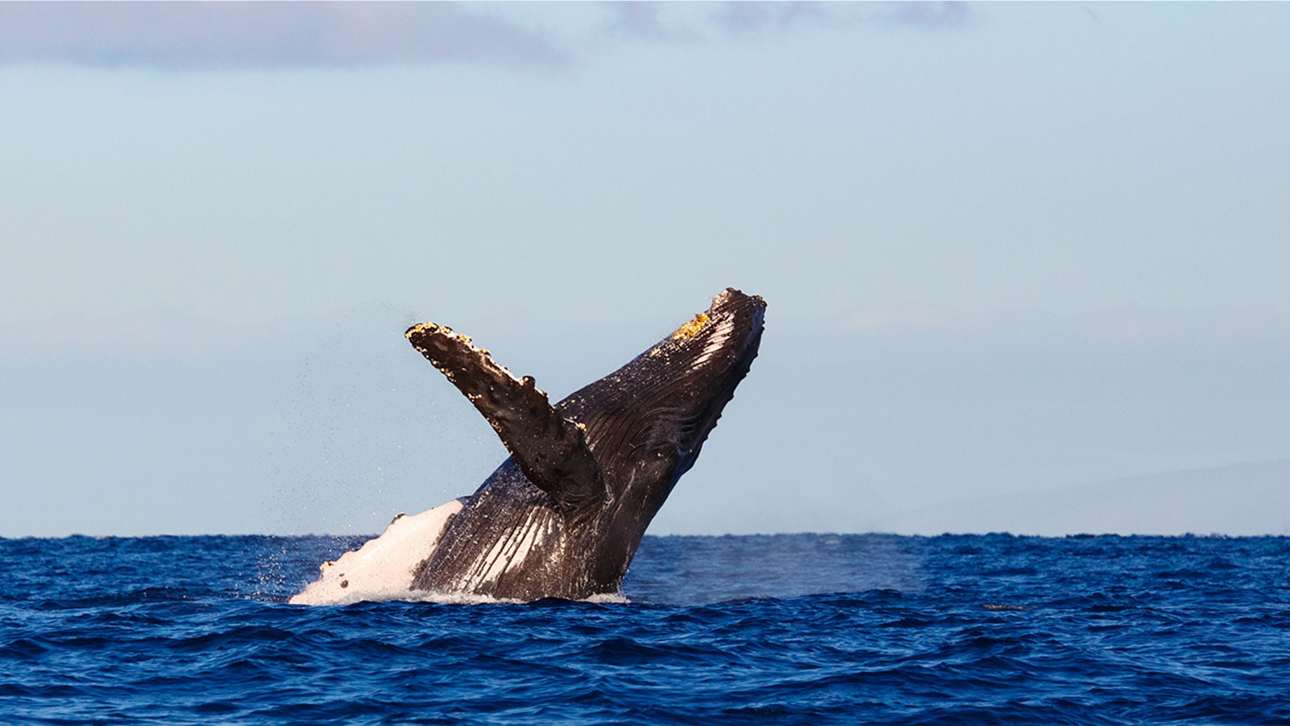 Though one family member welcomes the whales, tensions soon rise among the crew as the whales begin swimming closer towards and even beneath the boat.