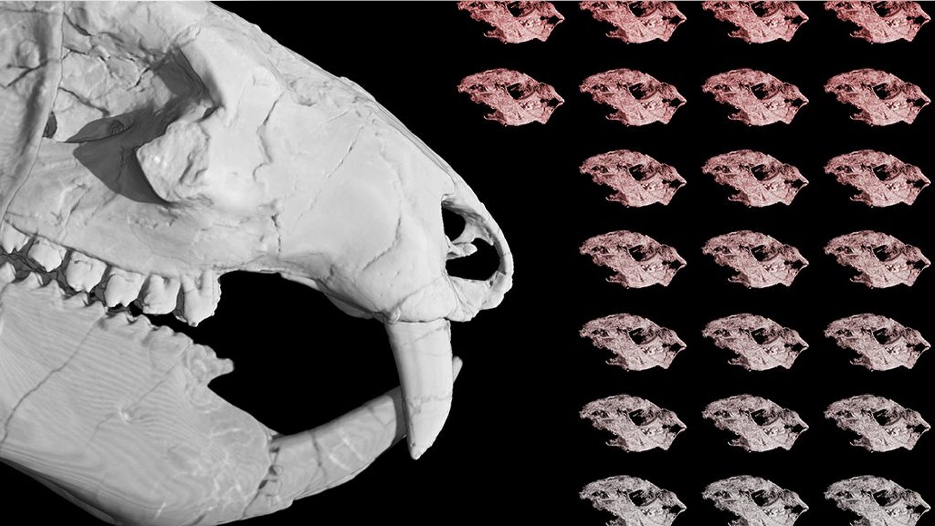 A figure representing the 38 Kayentatherium babies found with an adult specimen. They are the only known fossils of babies from an extinct mammal relative that lived during the Early Jurassic. (Credit: Eva Hoffman / The University of Texas at Austin)