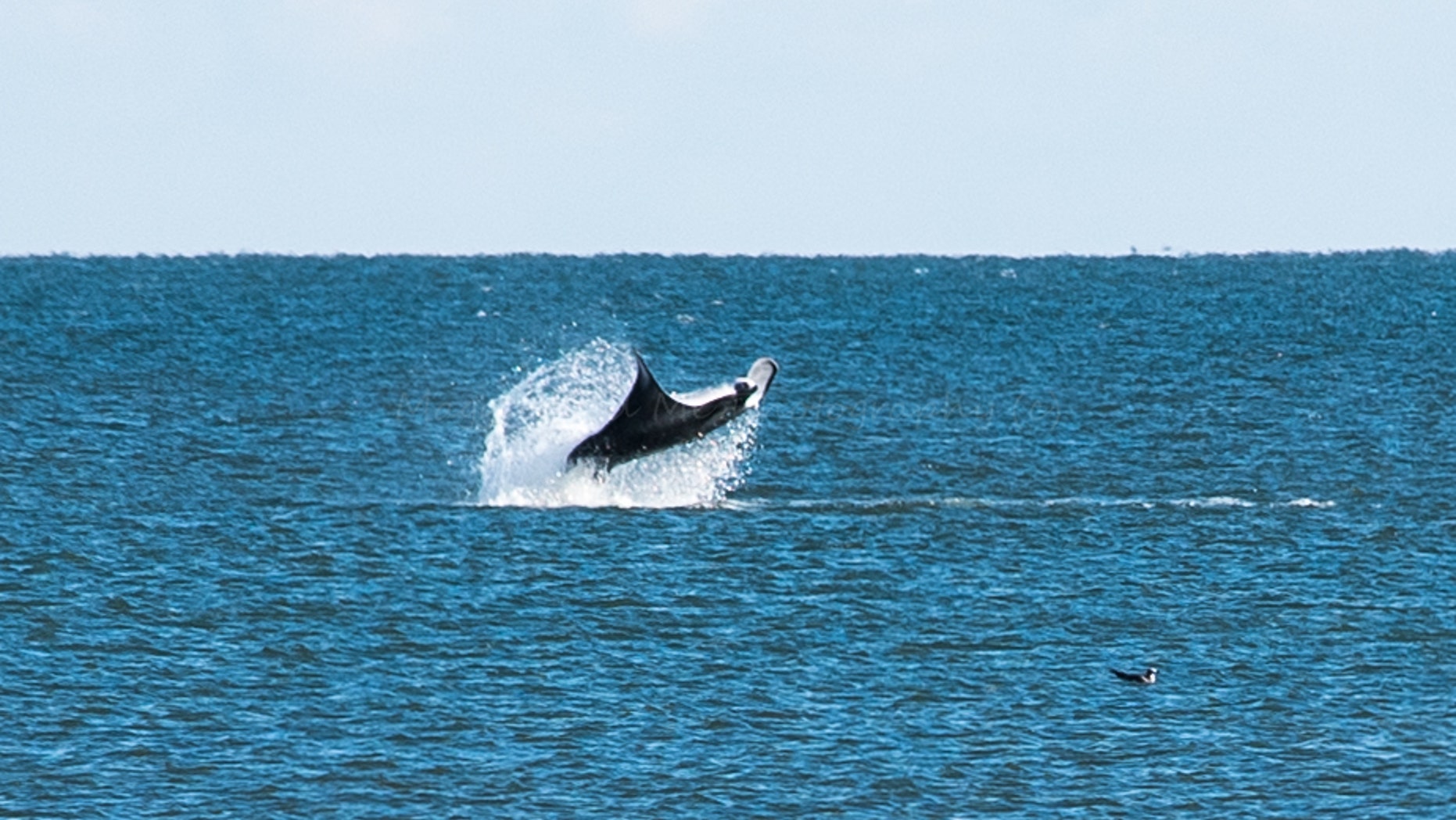 Vickie Henry said she first thought the creature she spotted was a whale, but later learned it was a giant manta ray.