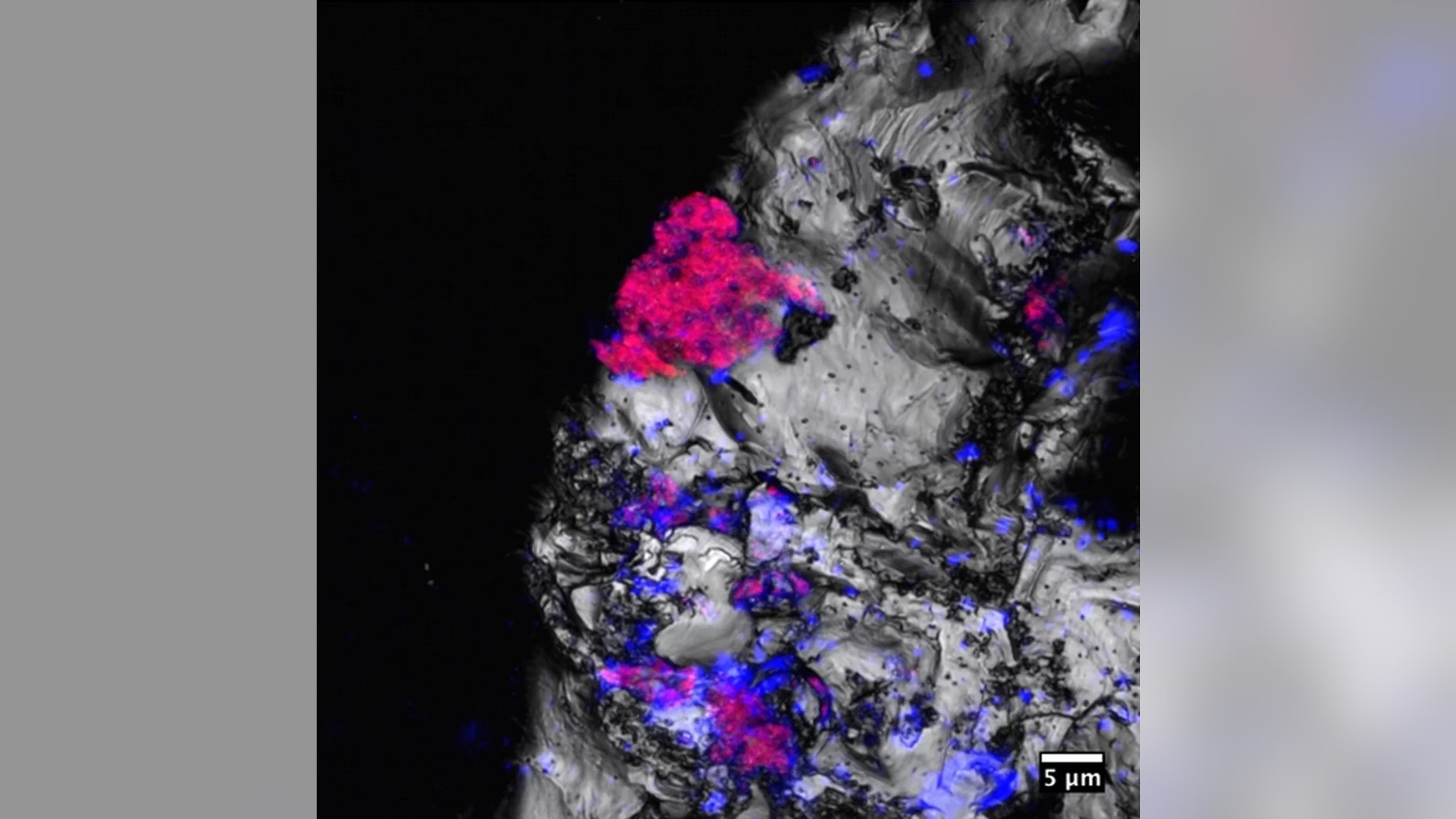 A microscopic view of cyanobacteria, colored fuchsia, growing on a rock fragment. (Credit: PNAS)