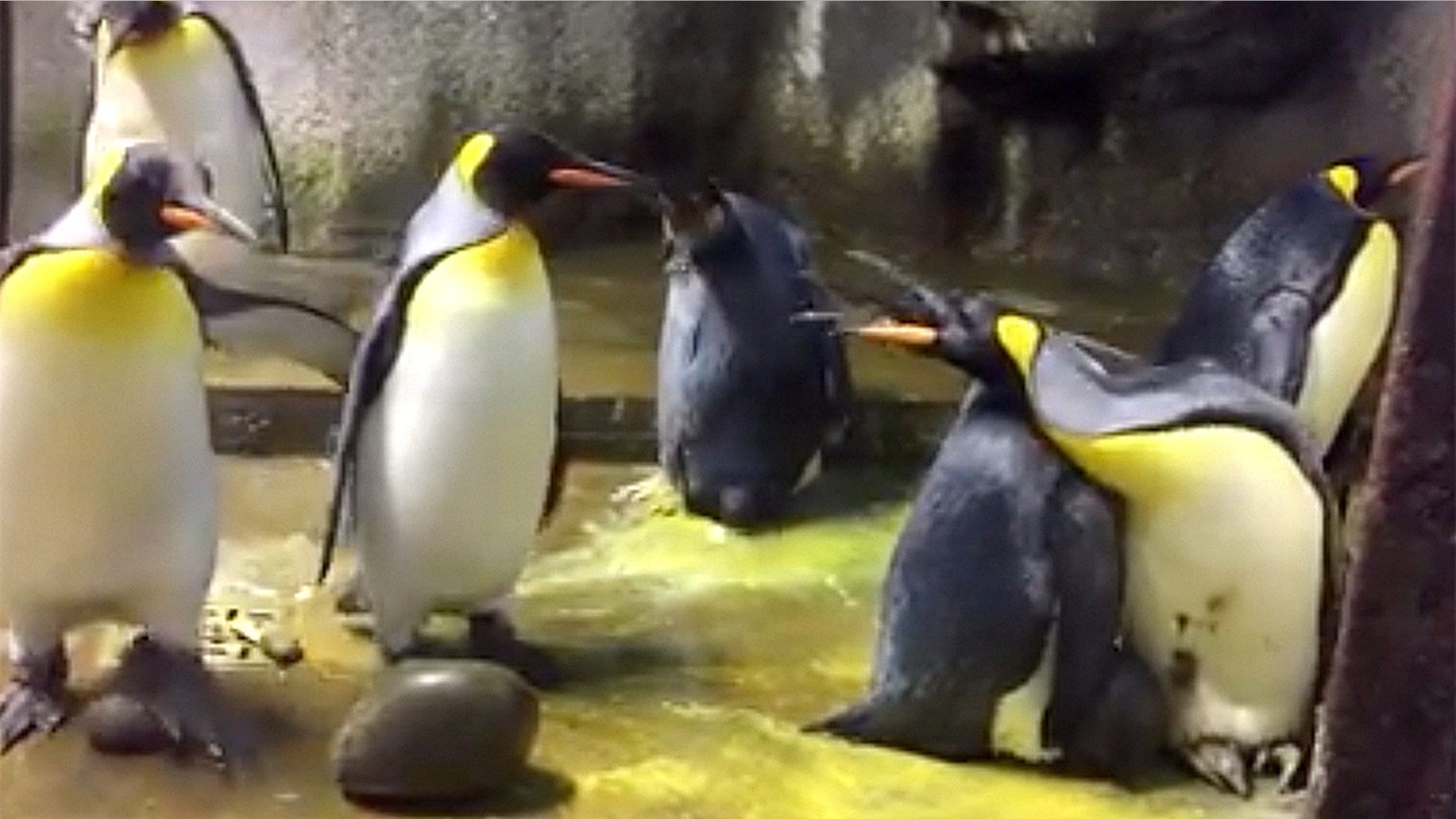 Animal keeper Sandie Hedegård Munck said the male penguin couple at Odense Zoo had been desperate to become parents.