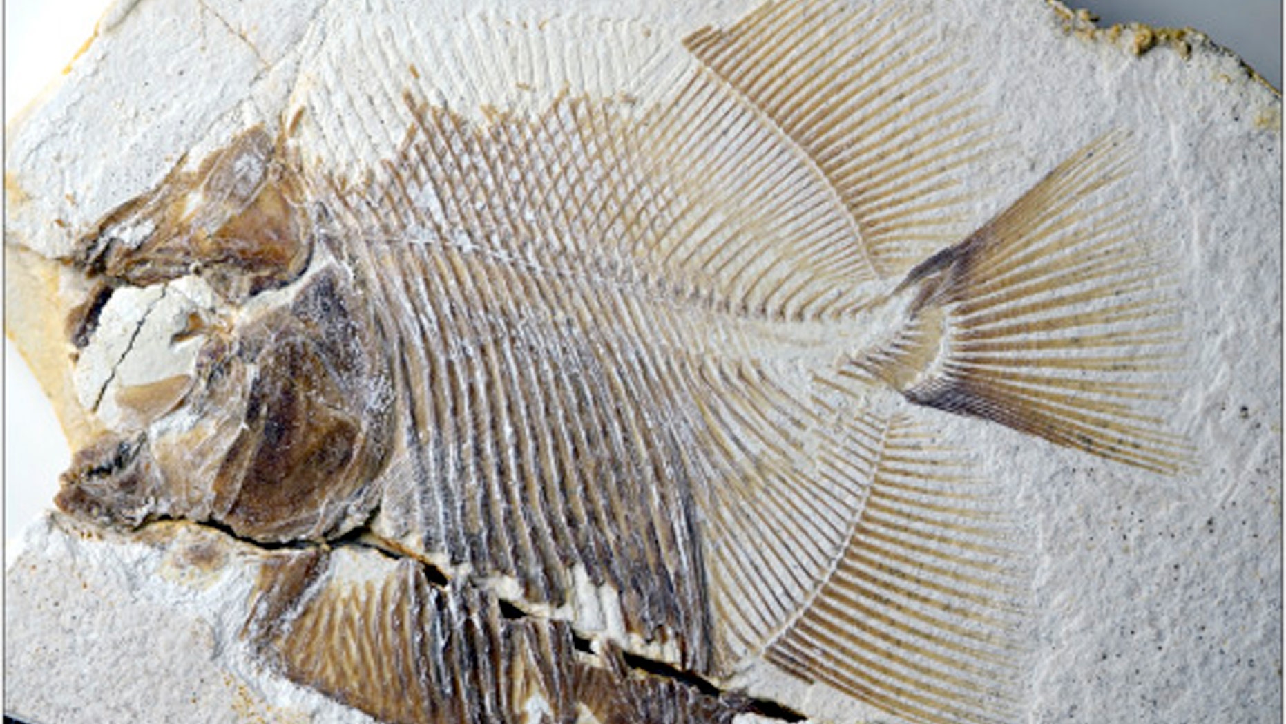 7.1 cm standard length, from the Late Jurassic of Ettling, Solnhofen Archipelago, Germany, the earliest fin-cutting piranha-like ray-finned fish. (Credit: M. Ebert)