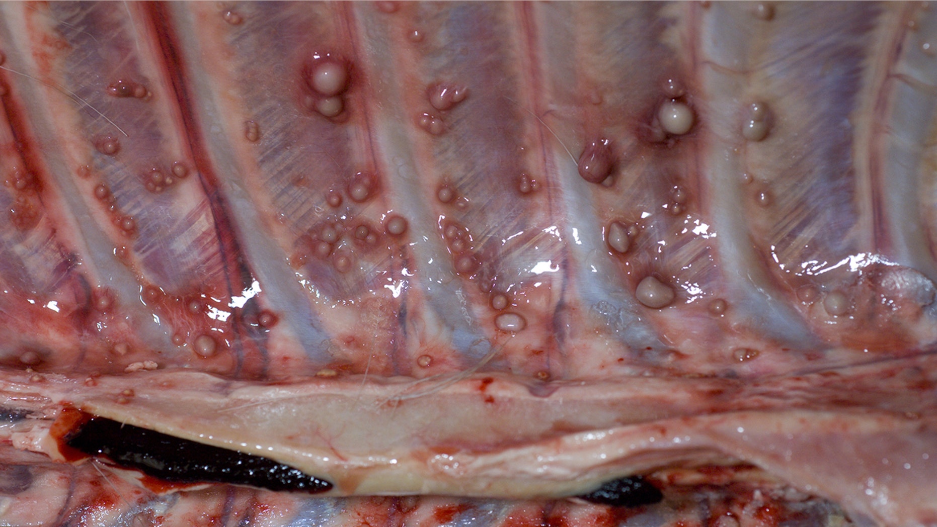 The rib cage of a deer infected with bovine tuberculosis.
