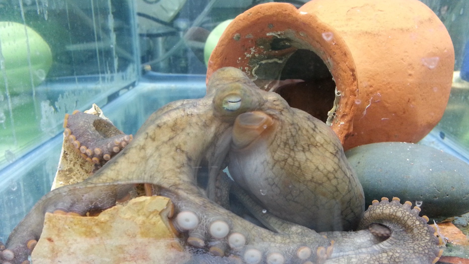 The researchers studied the California two-spot octopus, finding certain molecular pathways in the optic gland played a role in a new mother's suicide mission.