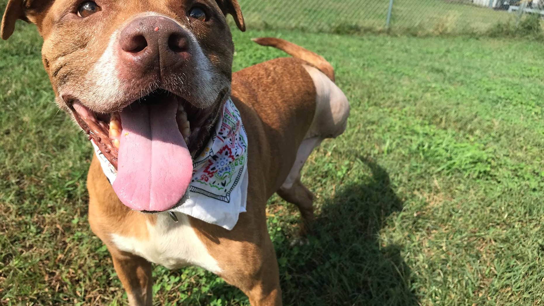 The dog, named Rusty, had to have his leg amputated.