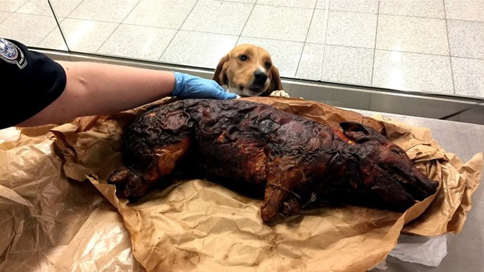 Hardy, a beagle with the U.S. Customs and Border Protection, sniffed a roasted pig at the Hartsfield-Jackson Atlanta International Airport on Thursday.