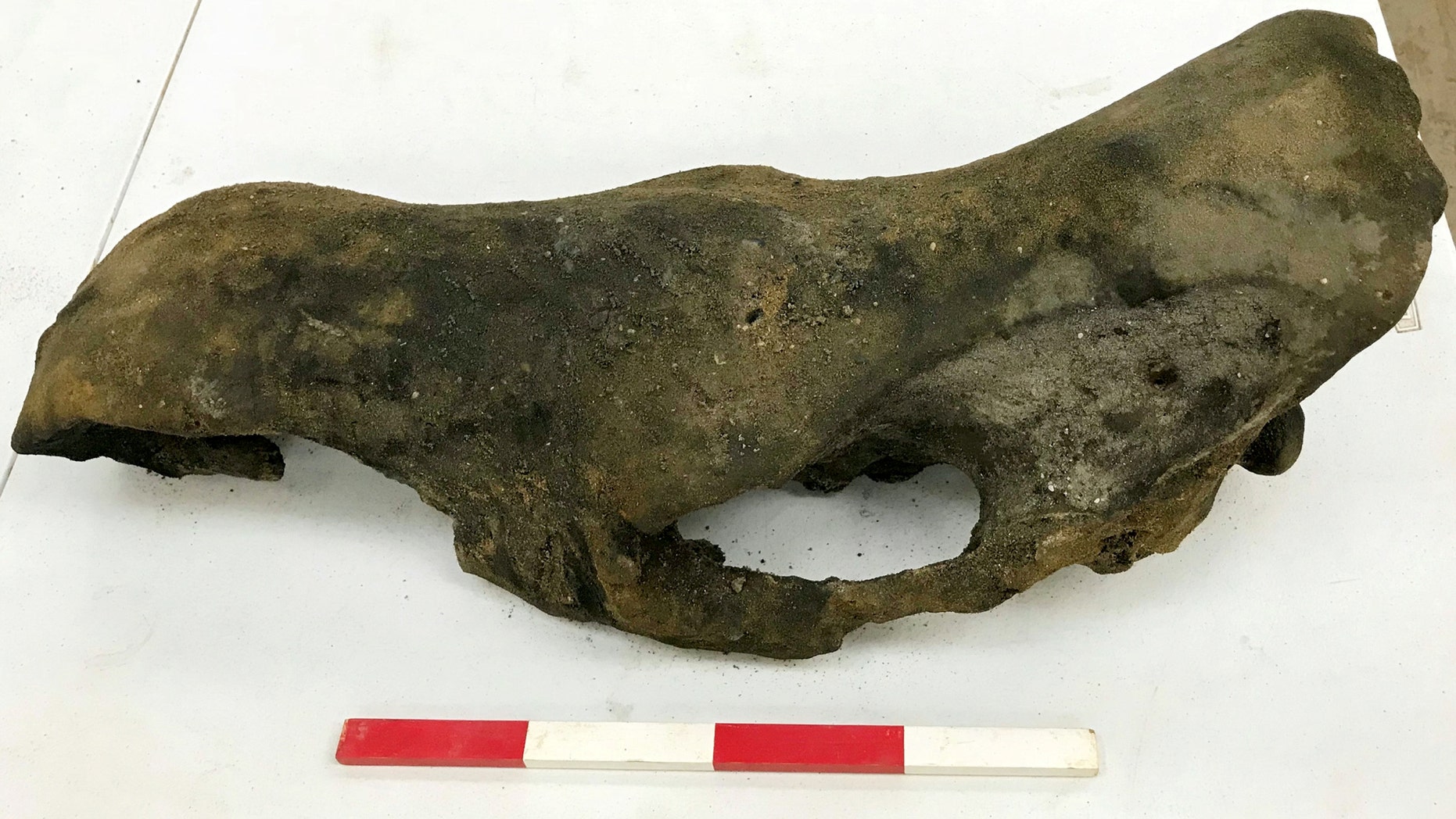 A prehistoric Rhino skull. Remains of an ancient woolly mammoth believed to be 130,000 years old were dug up by road workers expanding a motorway. (Credit: SWNS)