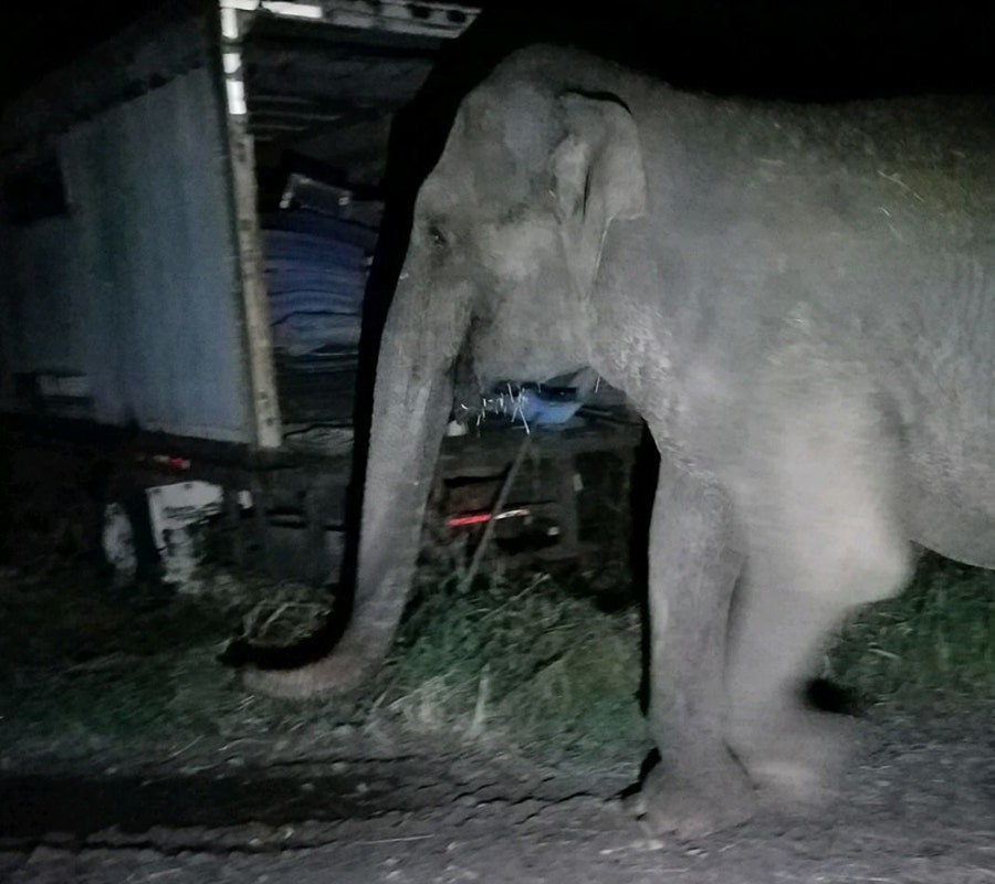 A wayward elephant was found in Westtown, New York on Sunday.