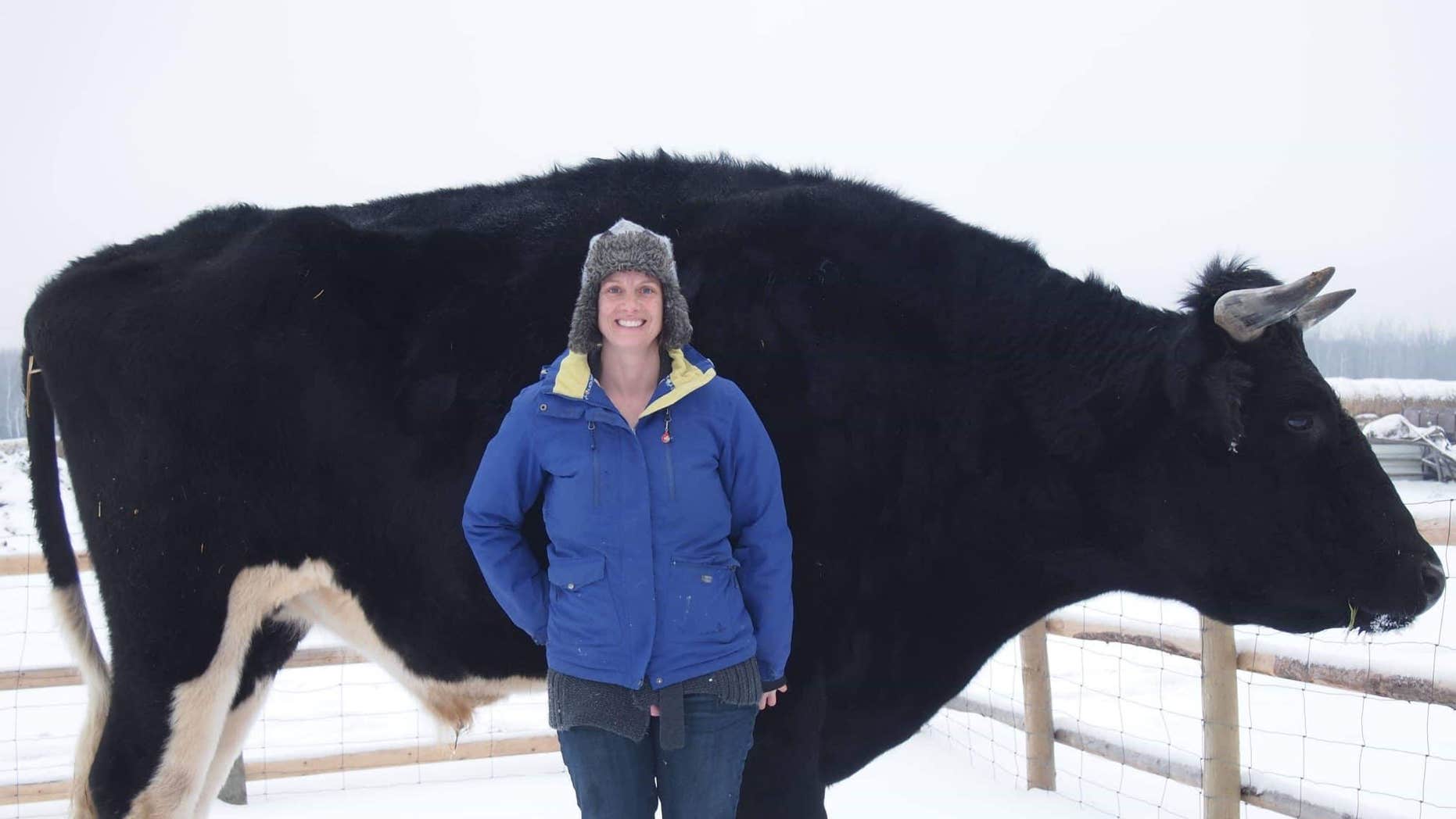 Knickers, the Massive Bovine in Australia, Is Too Big for the Slaughterhouse