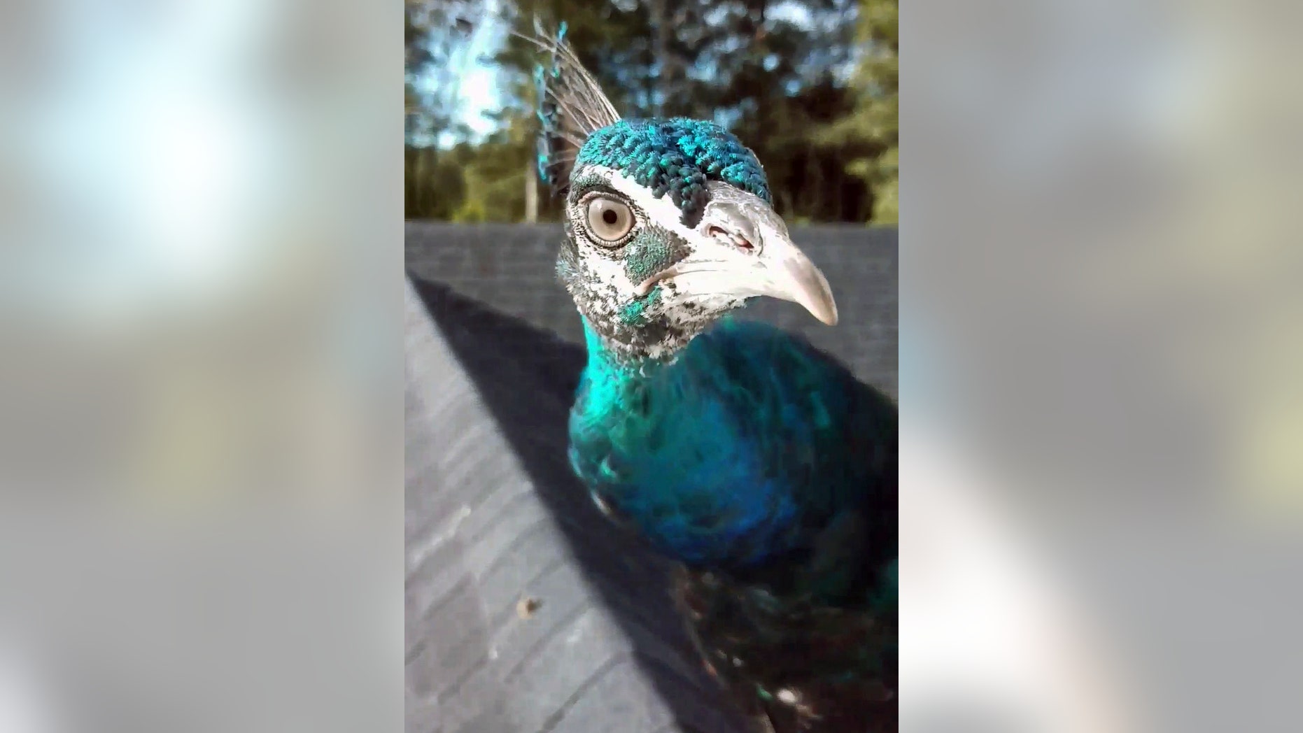 This undated photo taken from video provided by Rene Johnson, shows the peacock known as Pea.
