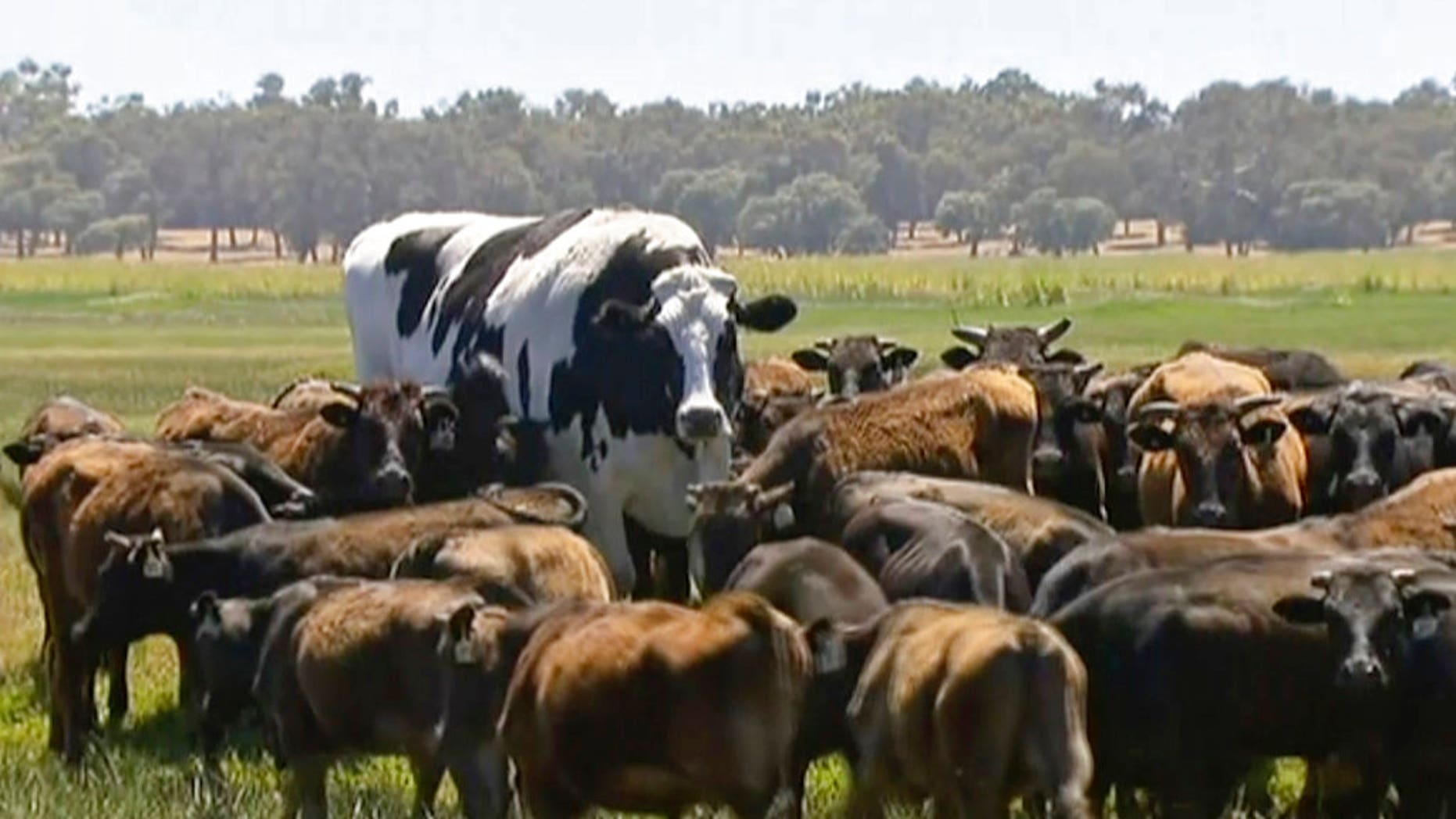 Knickers the steer is too beefy to become a burger