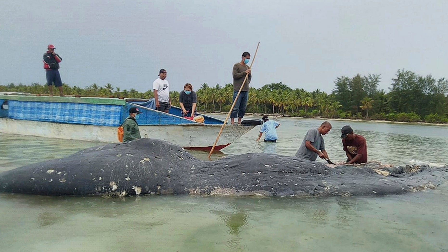 n this undated photo released by Akademi Komunitas Kelautan dan Perikanan Wakatobi (Wakatobi Marine and Fisheries Community Academy or AKKP Wakatobi), researchers collect samples from the carcass of a beached whale at Wakatobi National Park in Southeast Sulawesi, Indonesia.