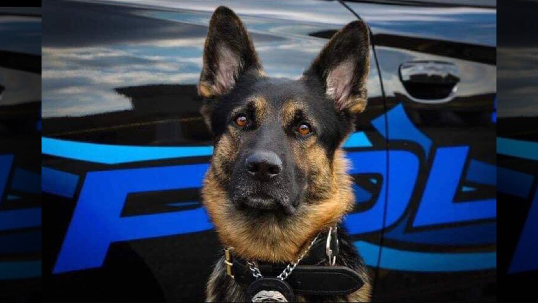 Axe, a 4-year-old K-9 with the St. Clair Shores Police Department, was killed in the line of duty Sunday.