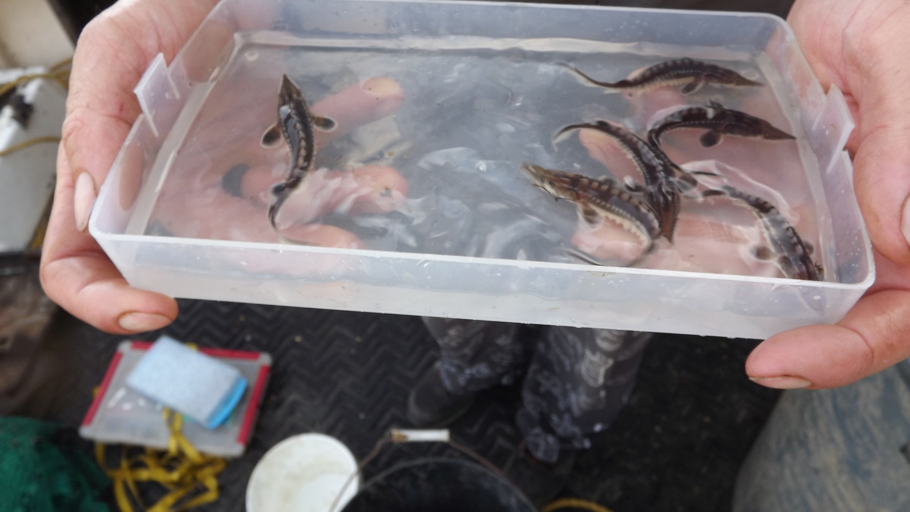 The baby sturgeon were found in the James River.
