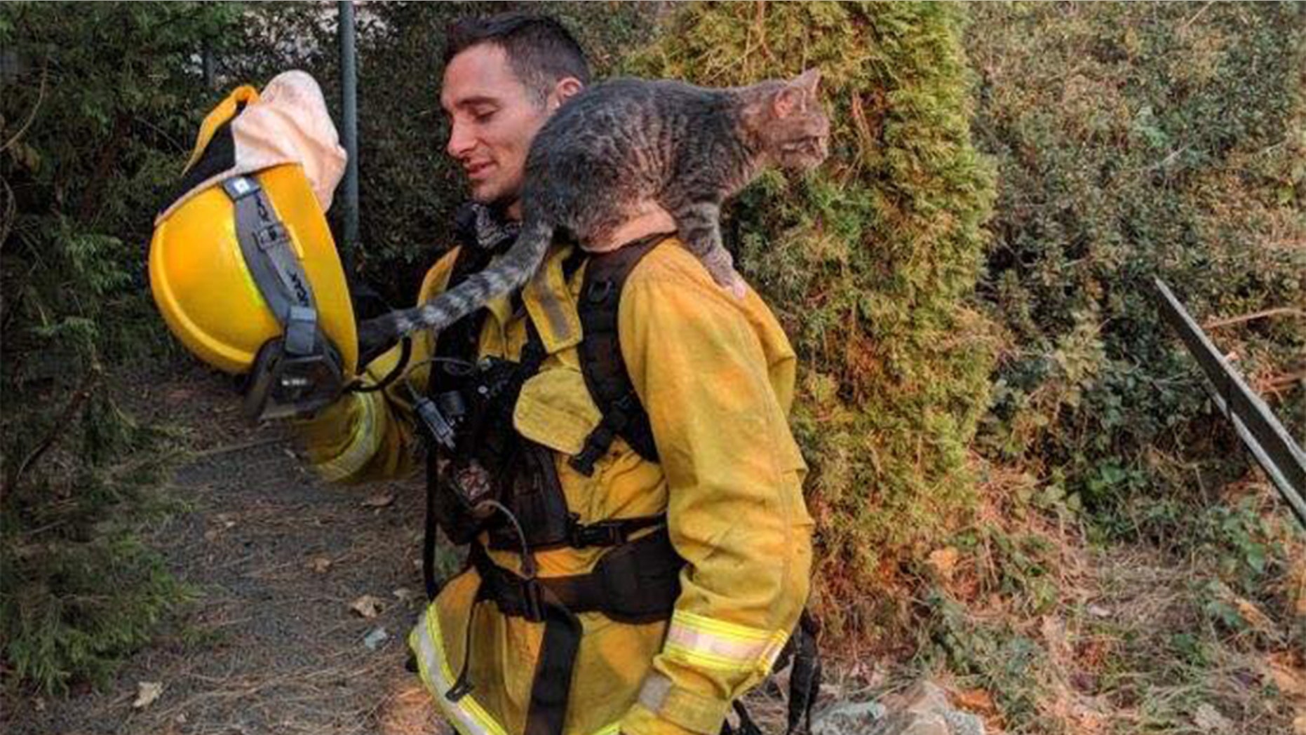 "Foster" the cat was rescued on Monday after being burned in California's Camp Fire, the department wrote on Facebook.