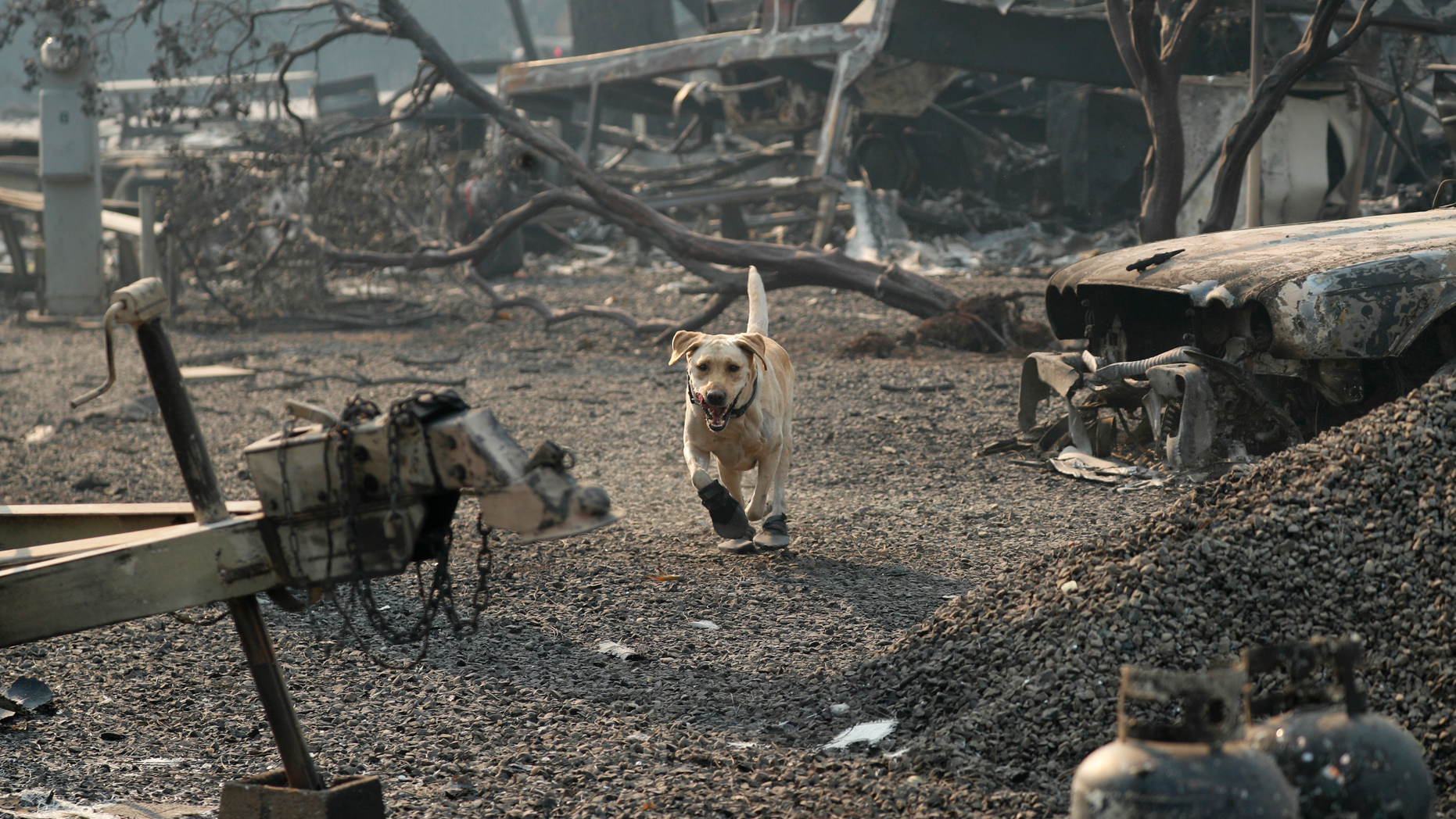 A search and rescue dog searches for human remains at the Camp Fire, Friday, Nov. 16, 2018, in Paradise, Calif. (AP Photo/John Locher)