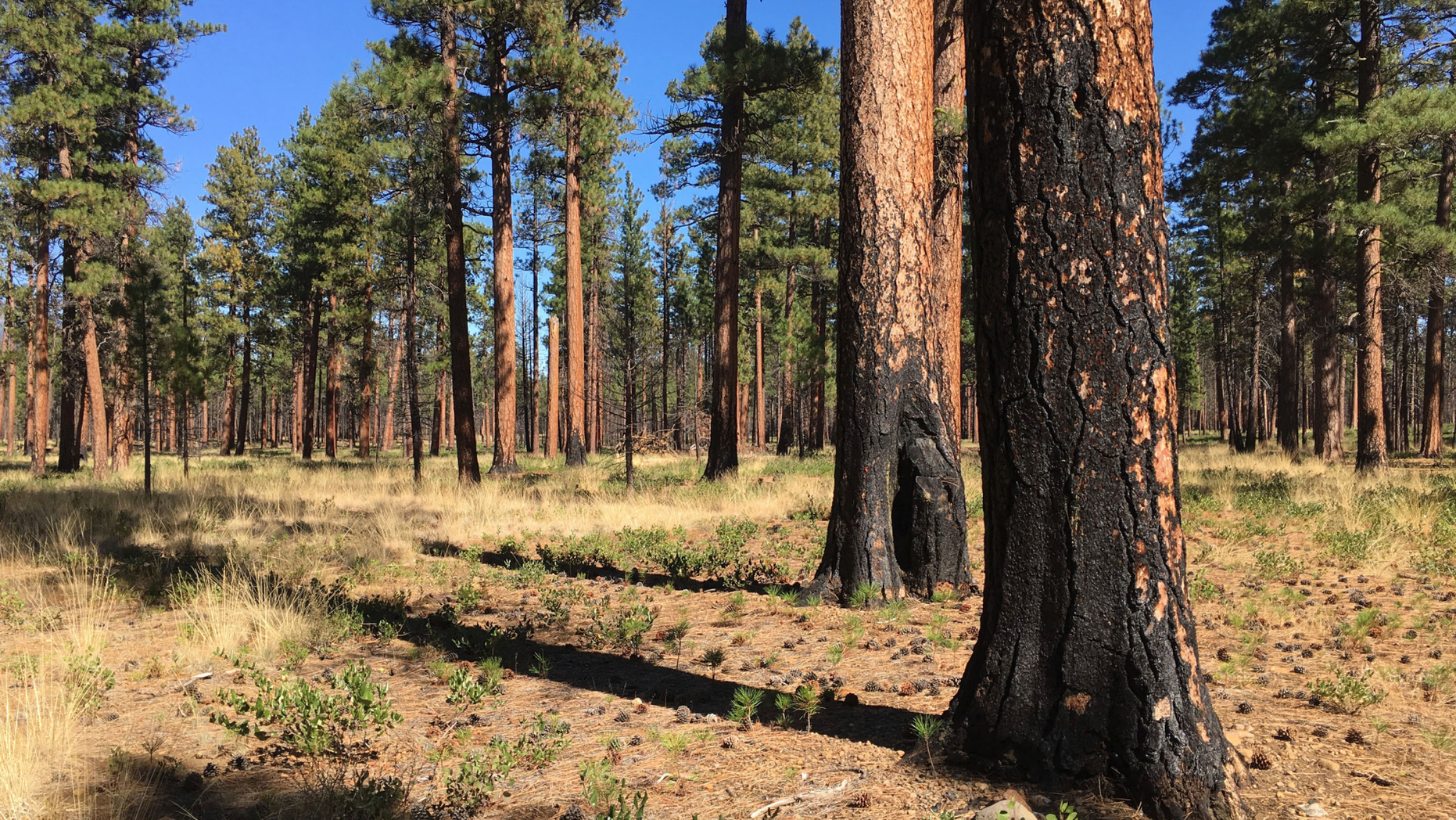 FILE - This Sept. 27, 2017, file photo, shows charred trunks of Ponderosa pines near Sisters, Ore., months after a prescribed burn removed vegetation, smaller trees and other fuel ladders last spring. Creating fire buffers between housing and dry grasslands and brush and burying spark-prone power lines underground would give people a better chance of surviving wildfires, experts say. So would controlled burns, a proven, historic practice that has been neglected in recent decades. (AP Photo/Andrew Selsky, File)
