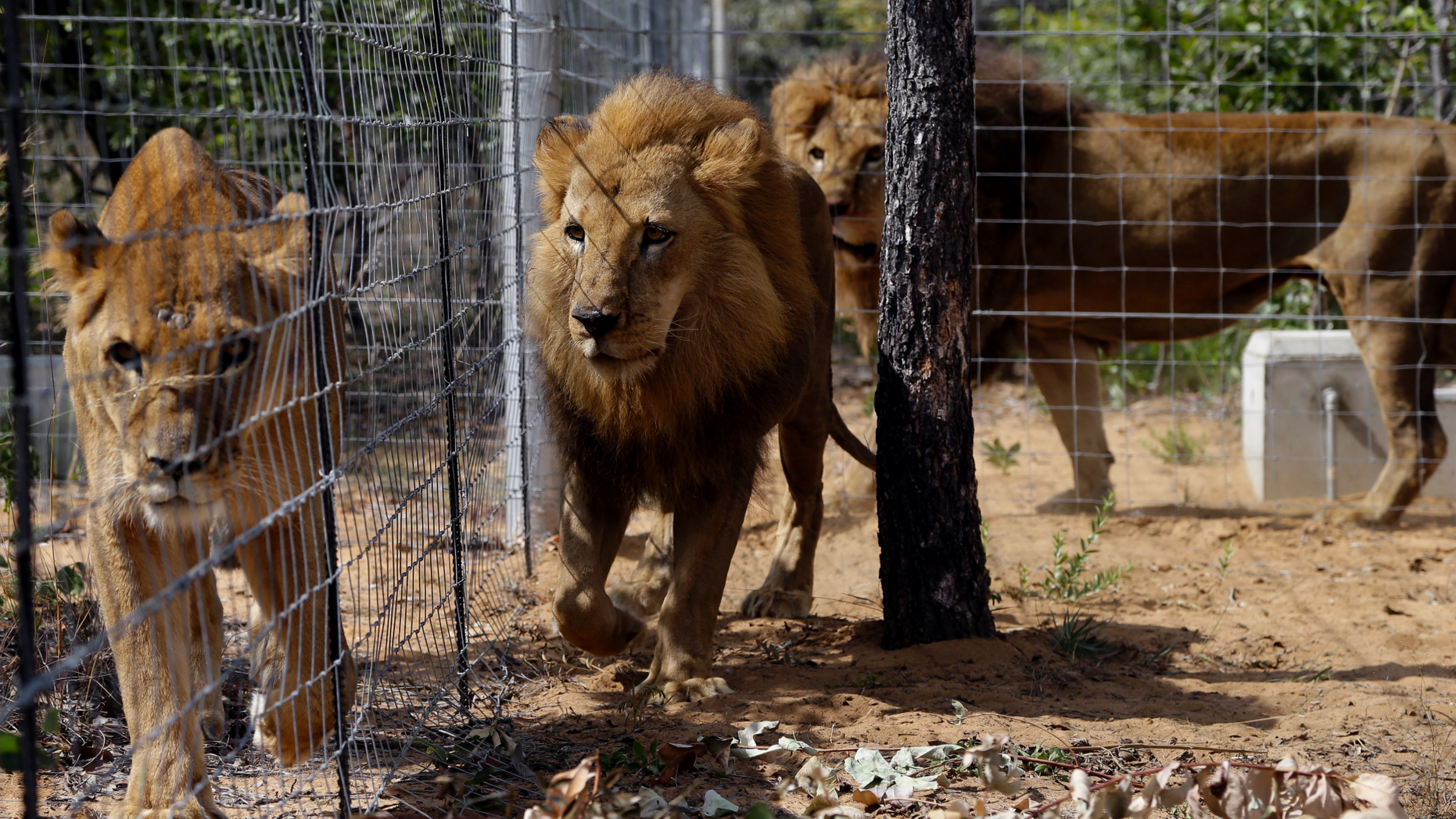 South American circus lions still unsettled in South Africa 2