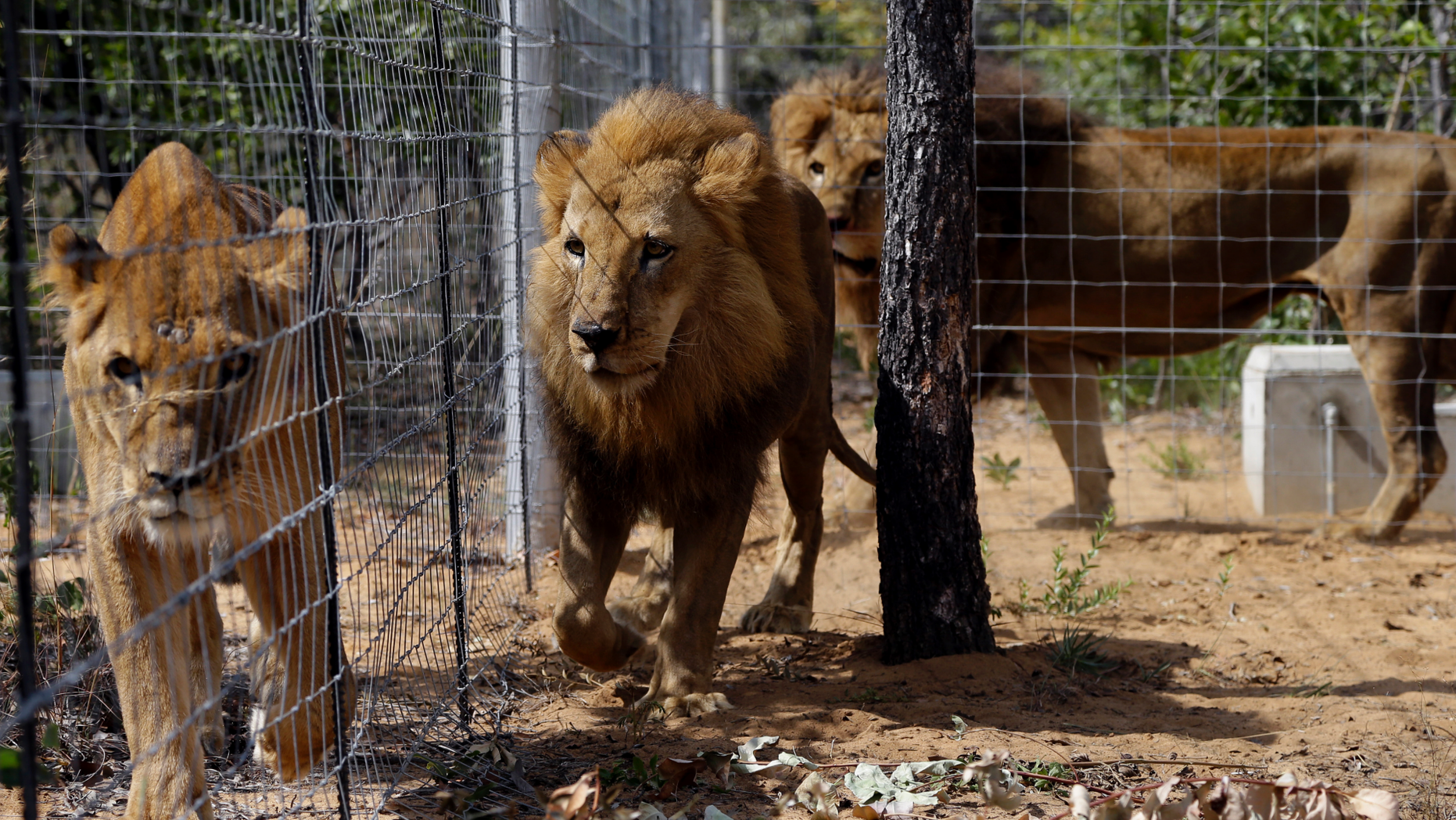 FILE - In this Sunday, May 1, 2016 file photo, former circus lions walk inside an enclosure at Emoya Big Cat Sanctuary in Vaalwater, South Africa, after 33 rescued lions from various circuses in Peru and Colombia were relocated to live out the rest of their lives in the private sanctuary. More than two-dozen lions that were rescued from South American circuses and transferred to a South African big cat refuge could be on the move again after a legal dispute. Animal Defenders International, a group that airlifted the lions to South Africa in 2016, secured a court order in Nov. 2018 allowing the removal of the lions from the Emoya Big Cat Sanctuary in Vaalwater. (AP Photo/Themba Hadebe, File)