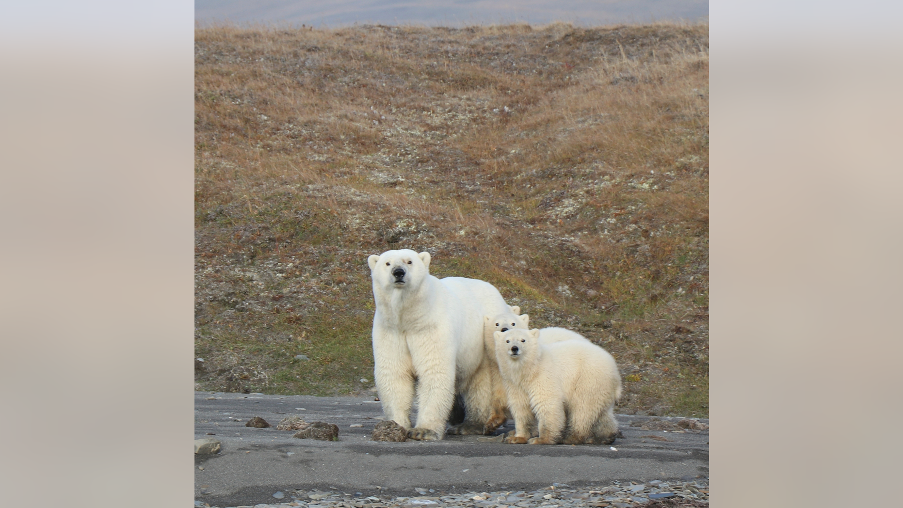 In this undated photo provided by Eric Regehr, polar bears are seen on Wrangel Island in the Arctic Circle. (AP Photo Eric Regehr via AP)