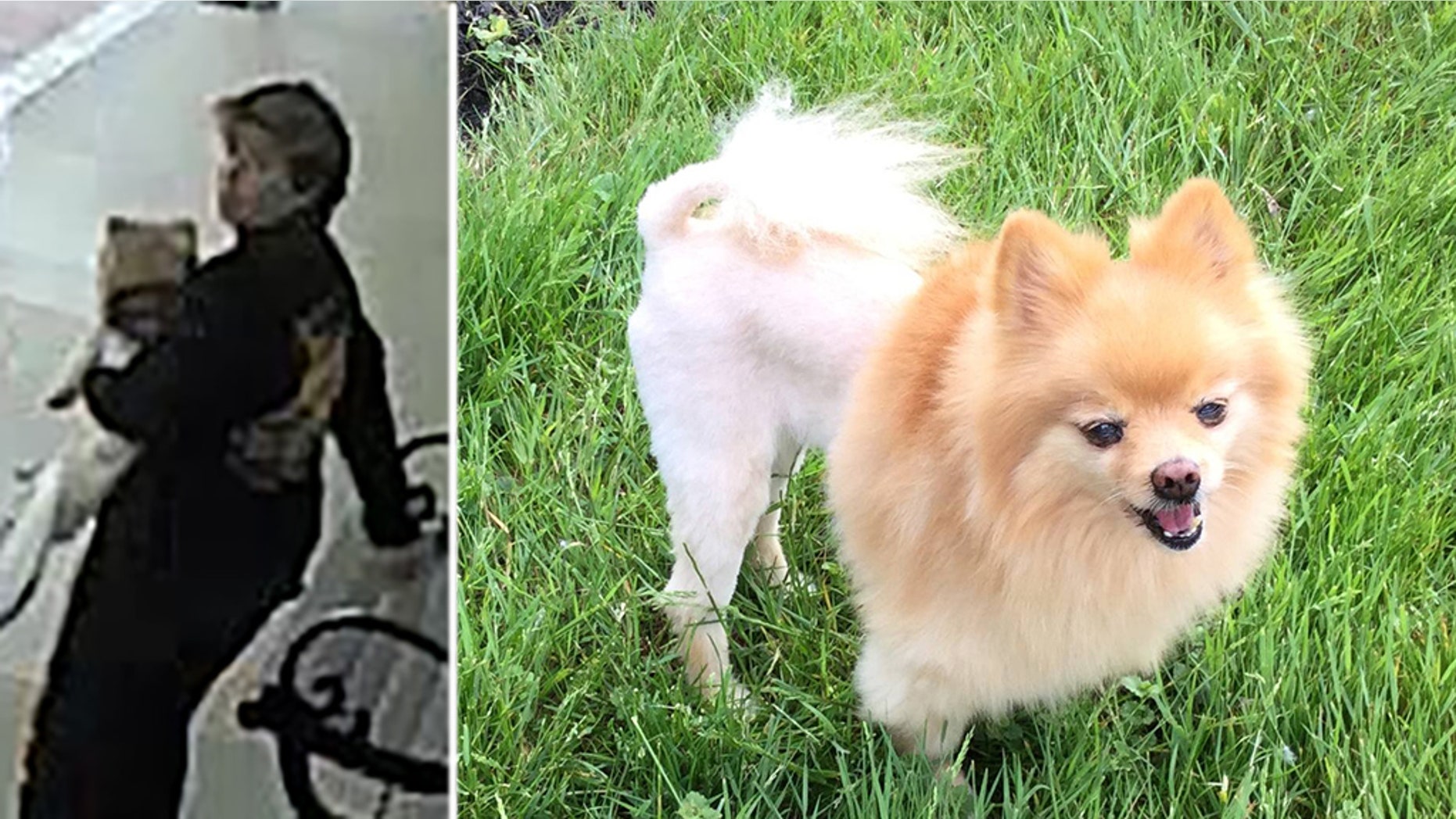 Two Florida women were captured on surveillance video stealing a service dog from a Vietnam veteran on Oct. 28.