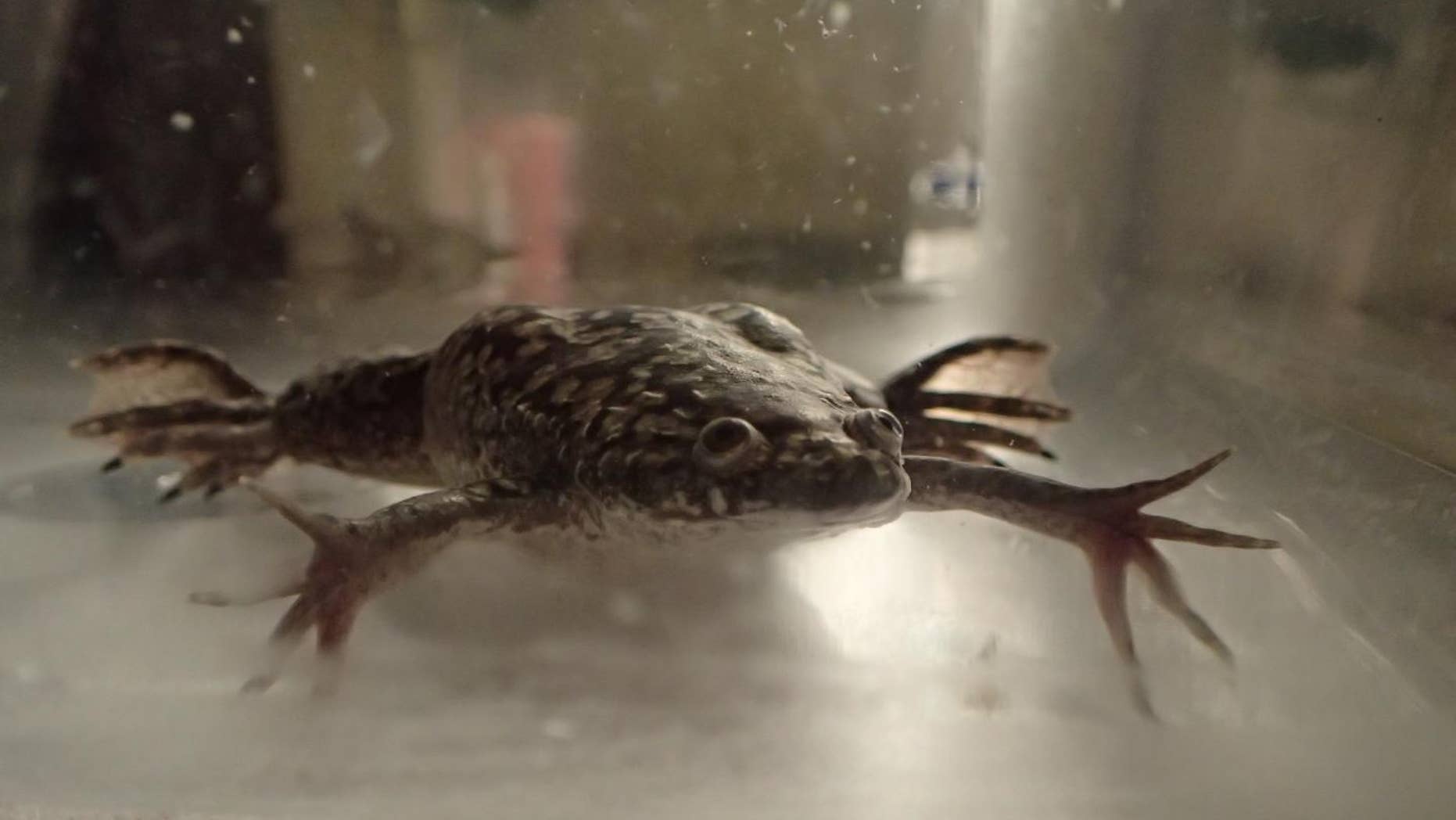 This image shows Xenopus laevis swimming in a tank pre-amputation. (Celia Herrera-Rincon/Tufts University)