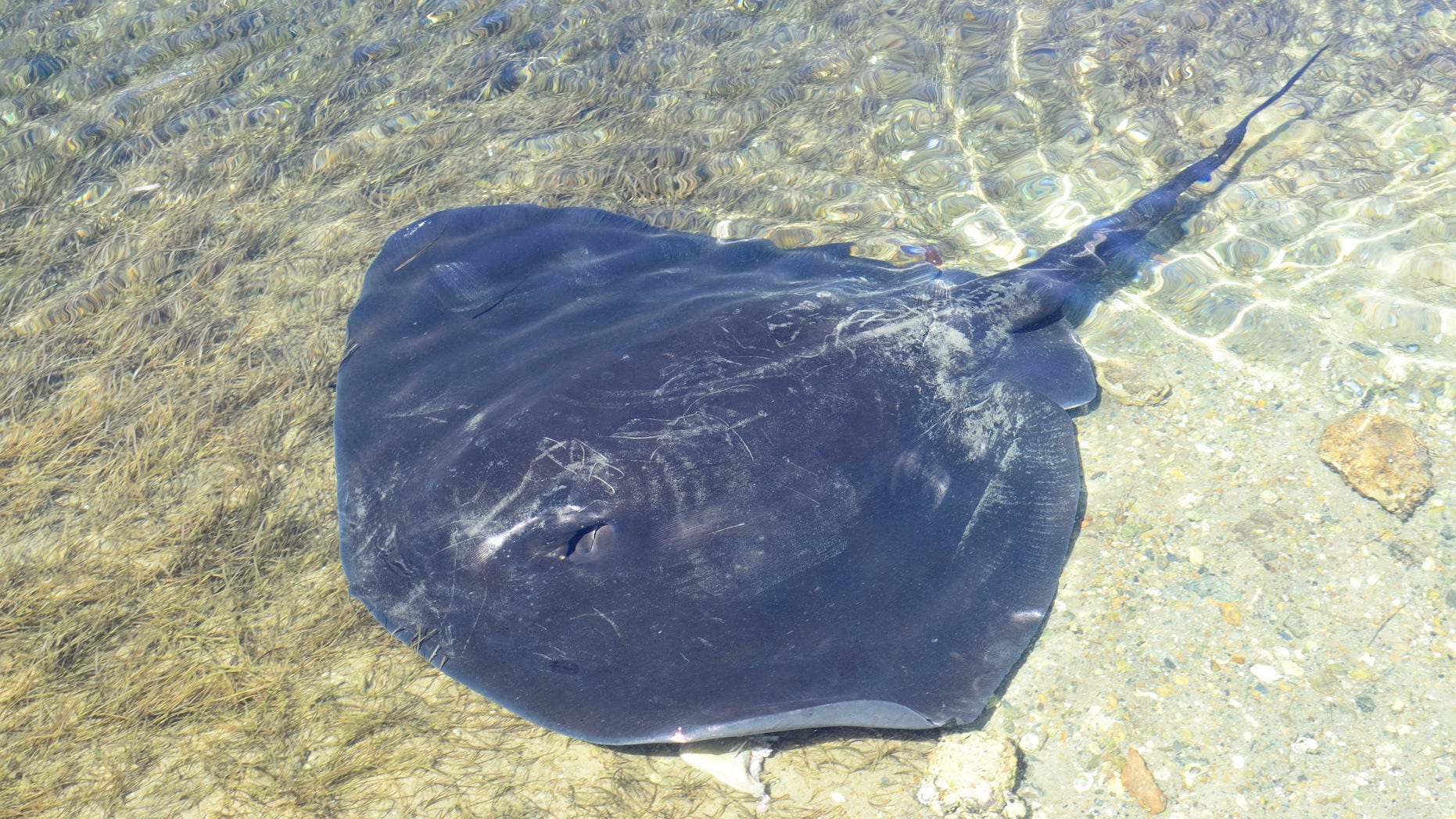 Swimmer dies after attack by stingray