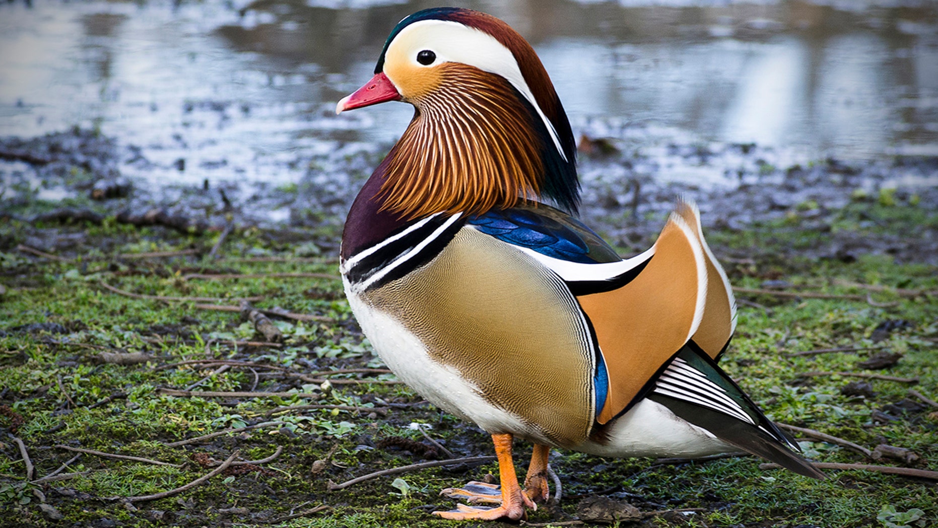 New York’s Central Park is now home to a rare and colorful Mandarin ...