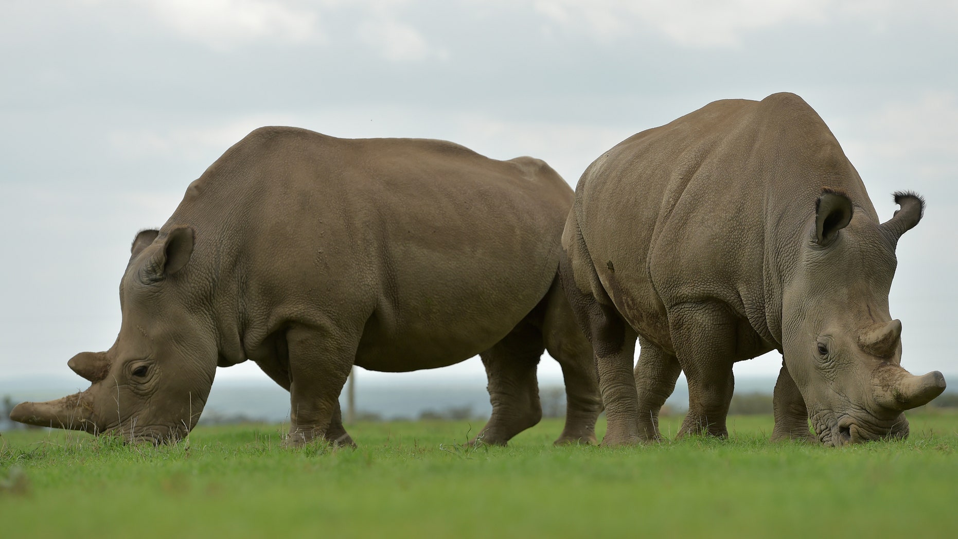 white rhinoceros mass