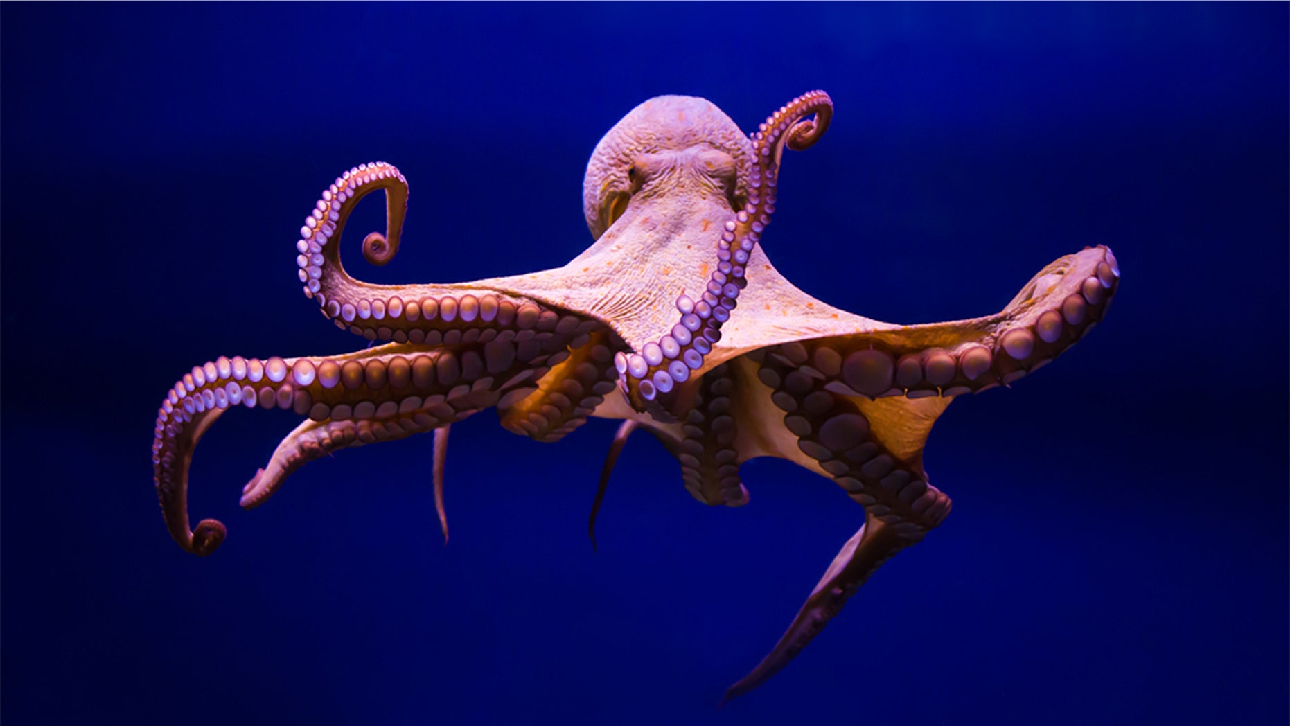 ‘Tens of thousands’ of baby octopuses at Georgia aquarium