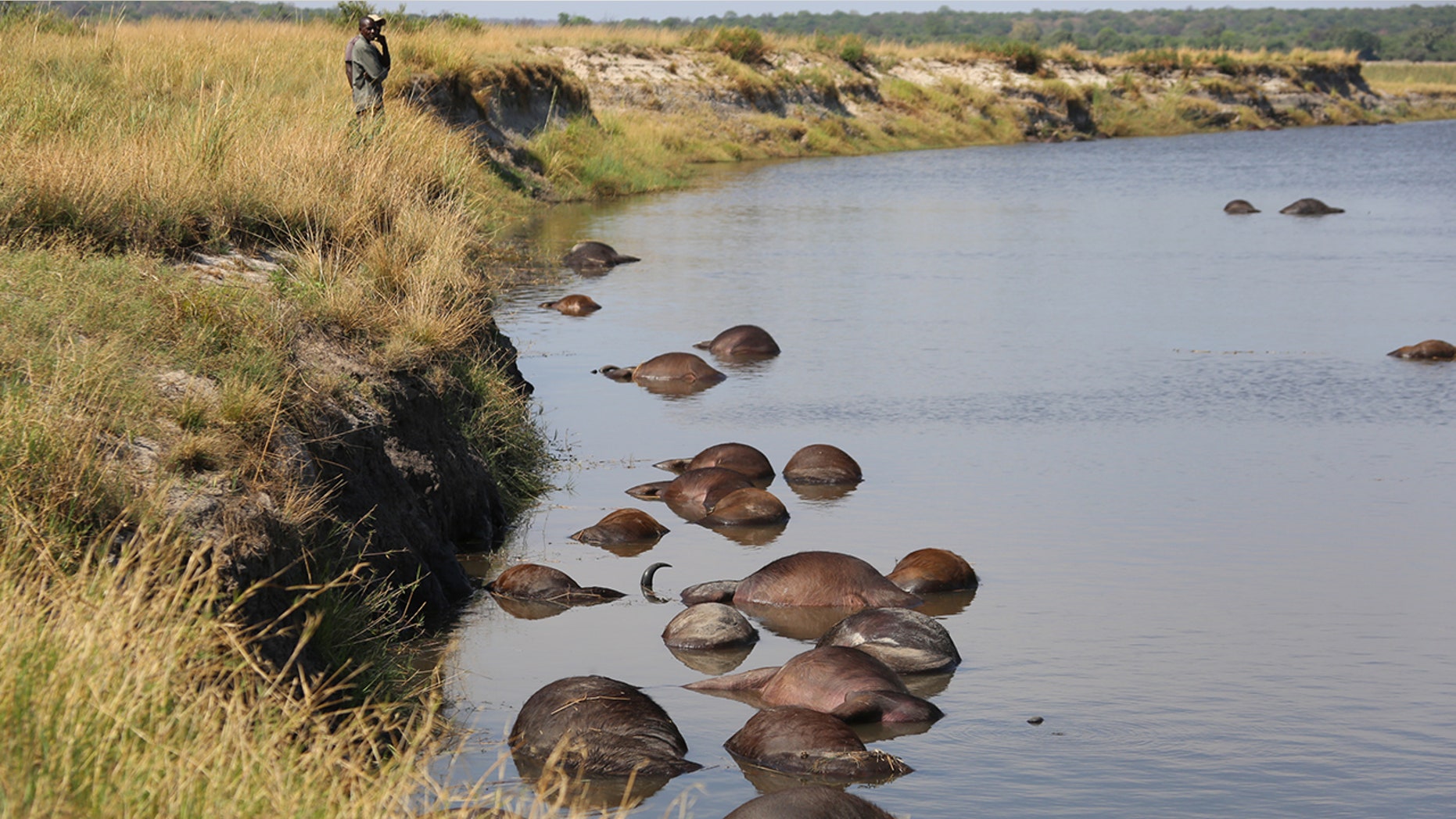 Hundreds of buffalo drowned in the Chobe river after being chased by a pride of lions. (Serondela Lodge)