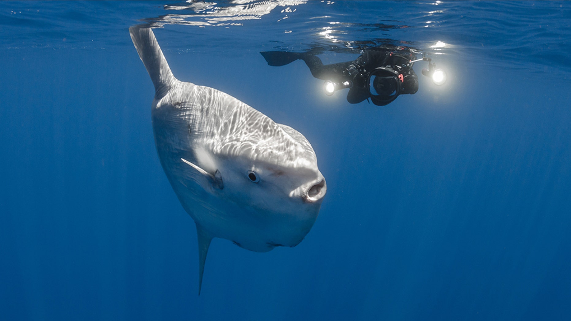 Sunfish - All About the Ocean Sunfish or Mola Mola - SeaFish