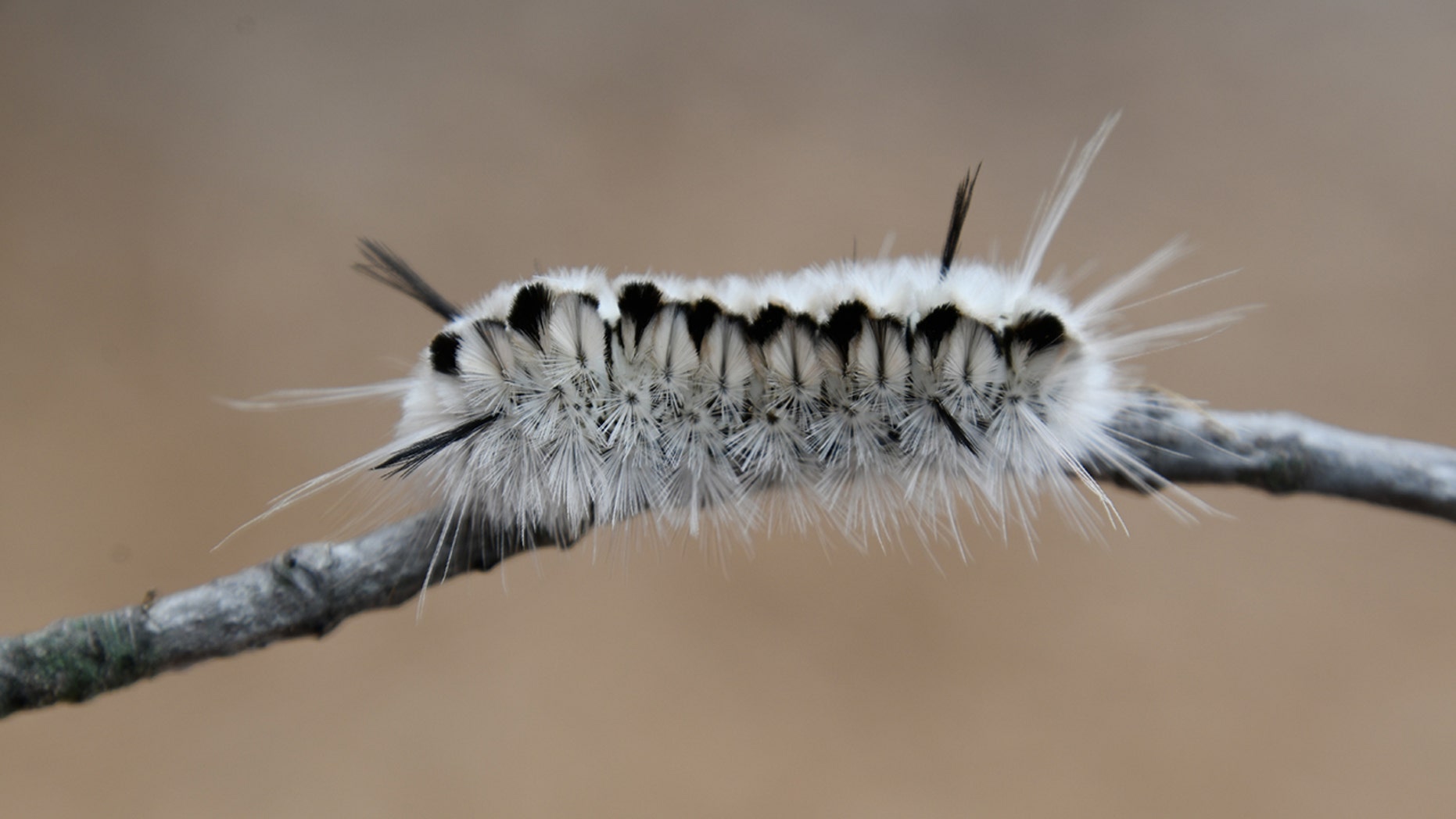 Close-up of a hickory tussock arthropod larva on a branch.